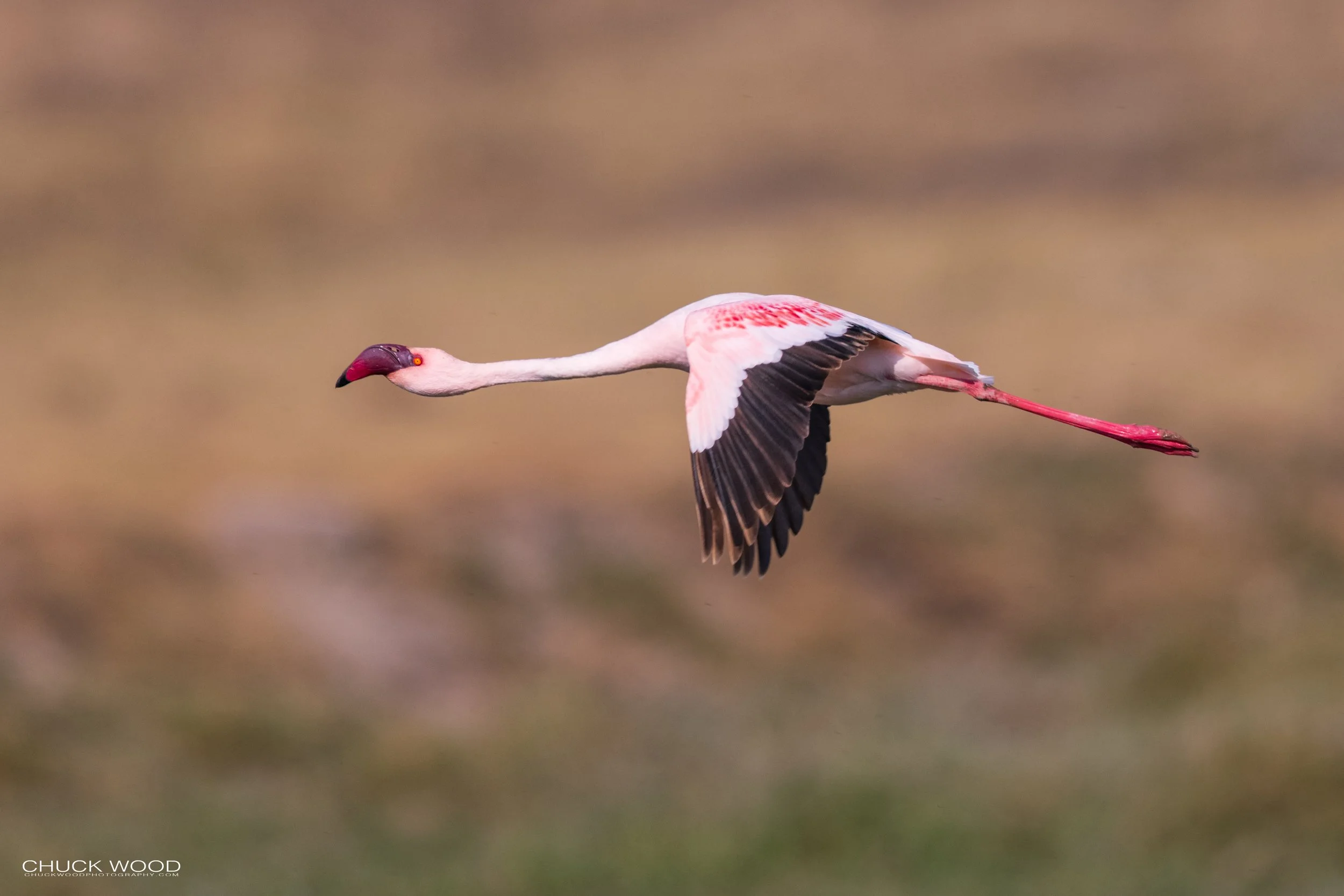  Ngorongoro Crater, Tanzania 2021 