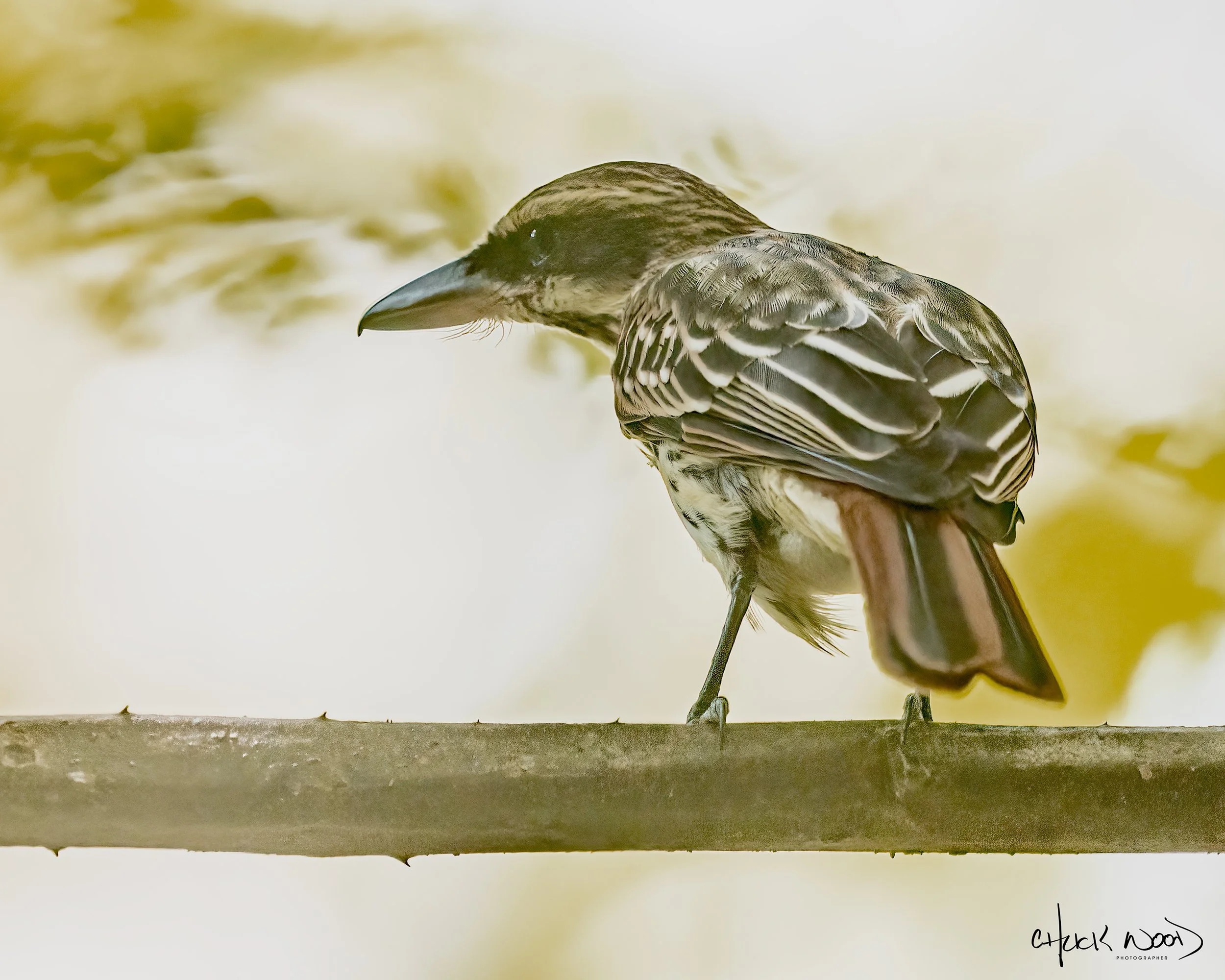 Carara NP, Costa Rica 2023 
