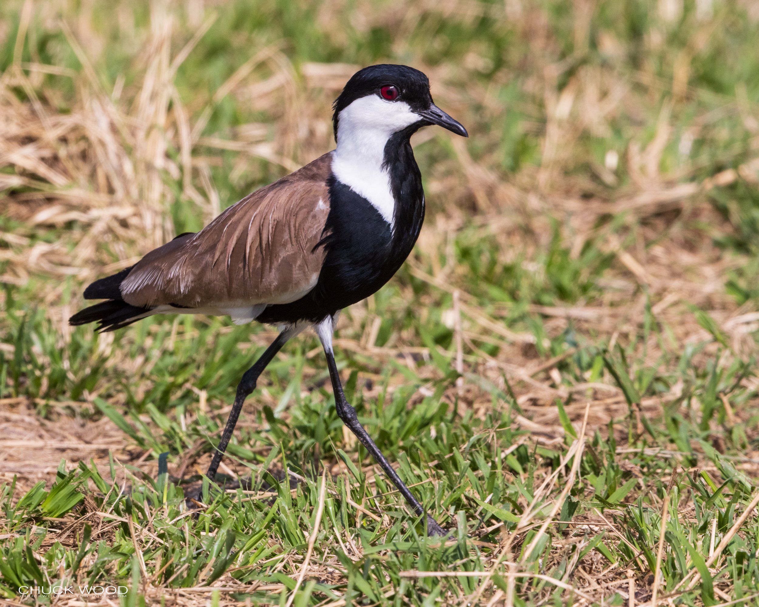  Serengeti, Tanzania 2021 