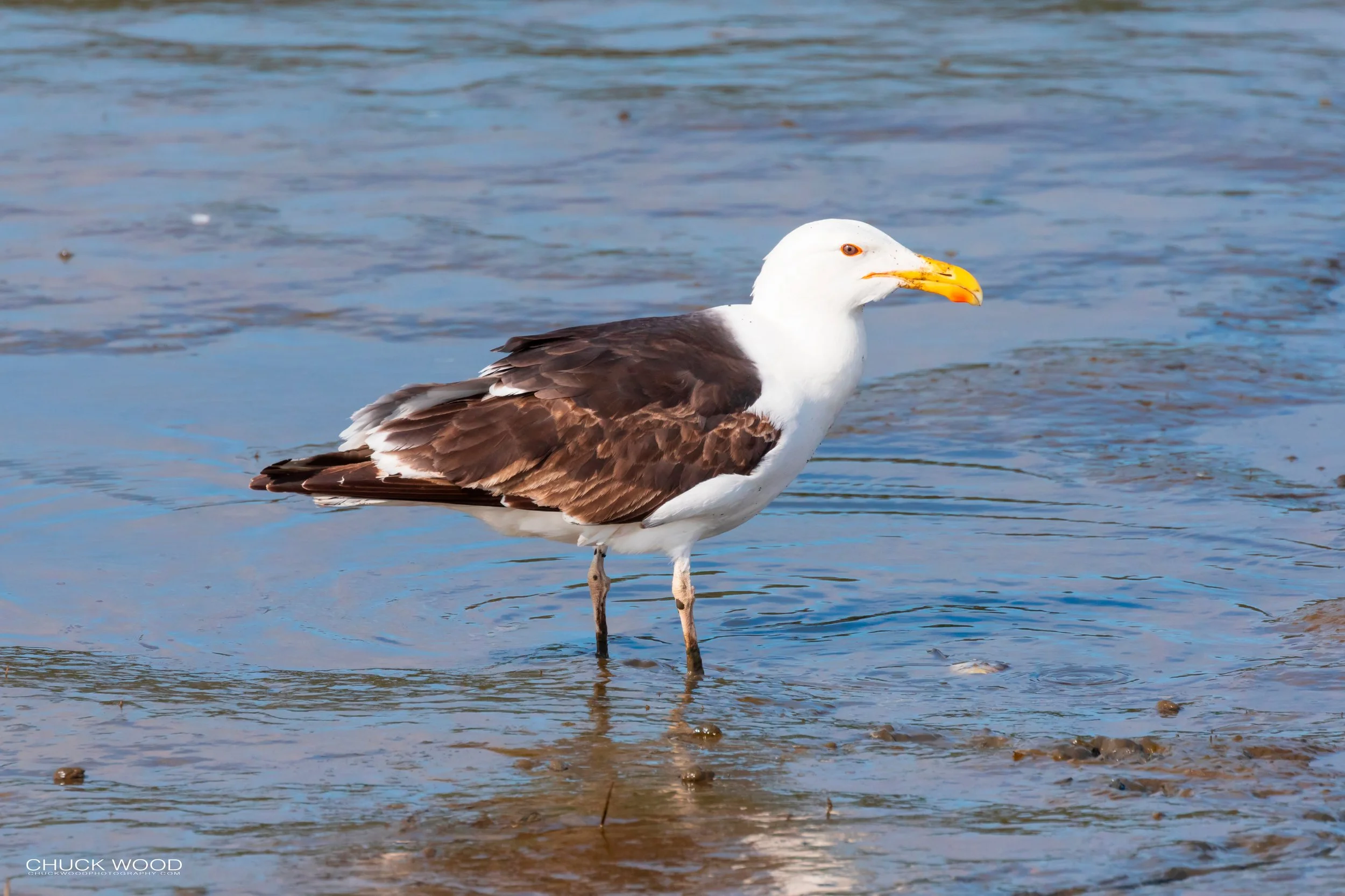  Forsythe NWR, NJ 2019 