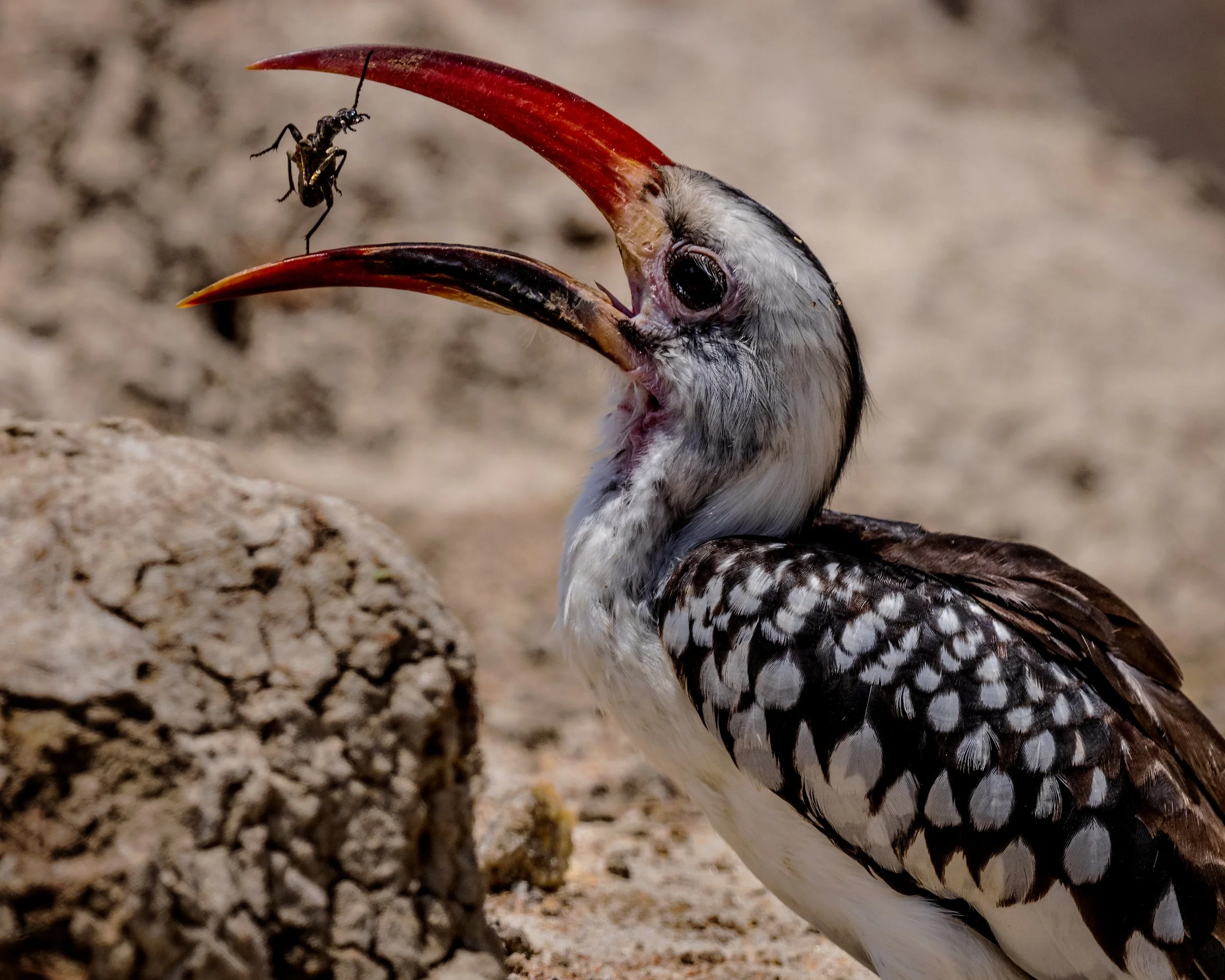  Tarangire, Tanzania 2021 