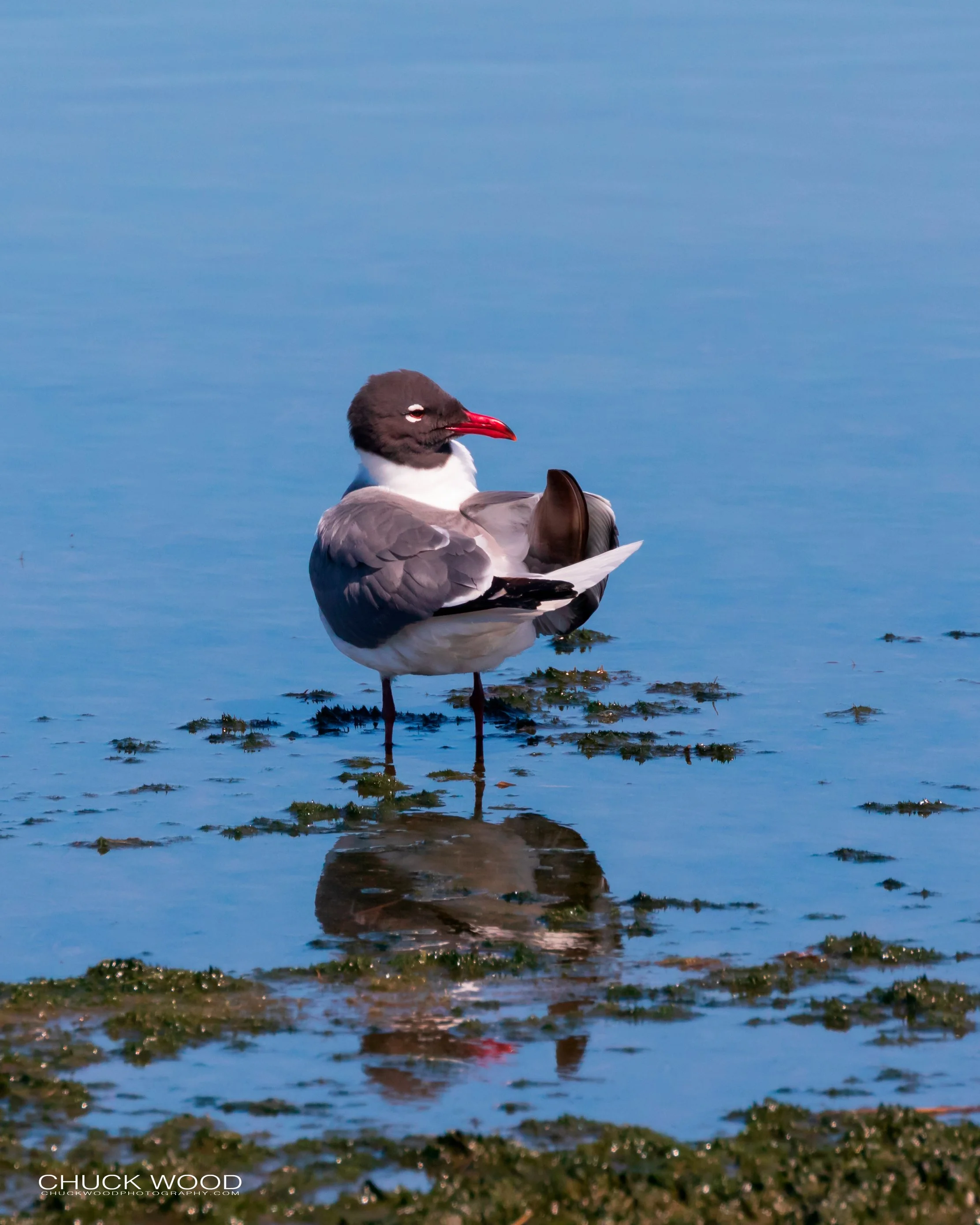  Forsythe NWR, NJ 2019 