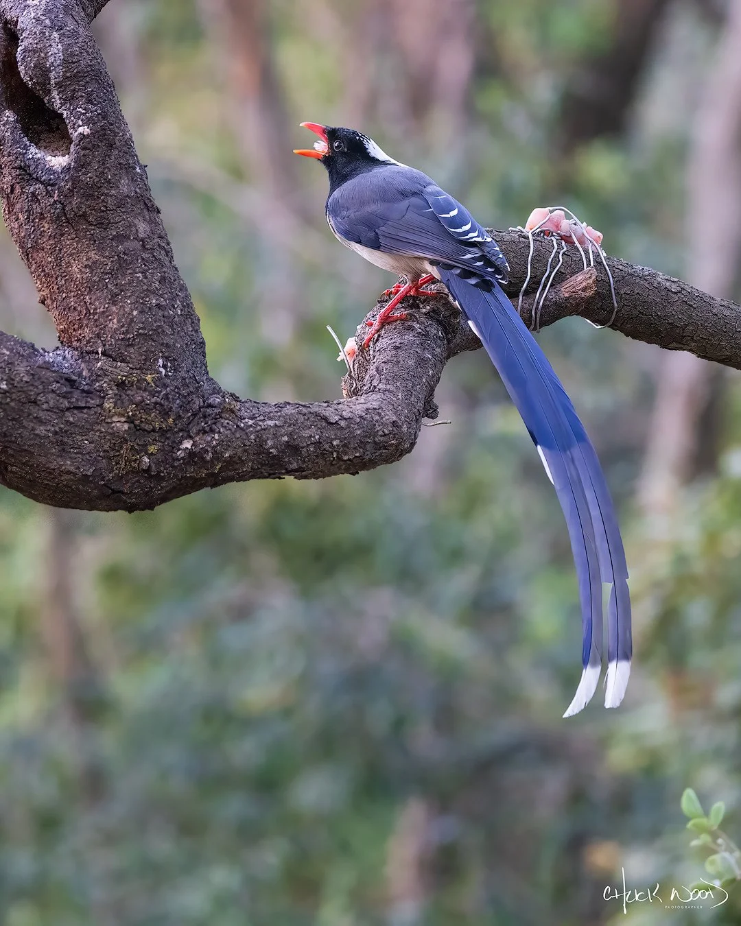 CW00391-Red-billed-Blue-Magpie-Sattal-2025-1080-sig.jpg