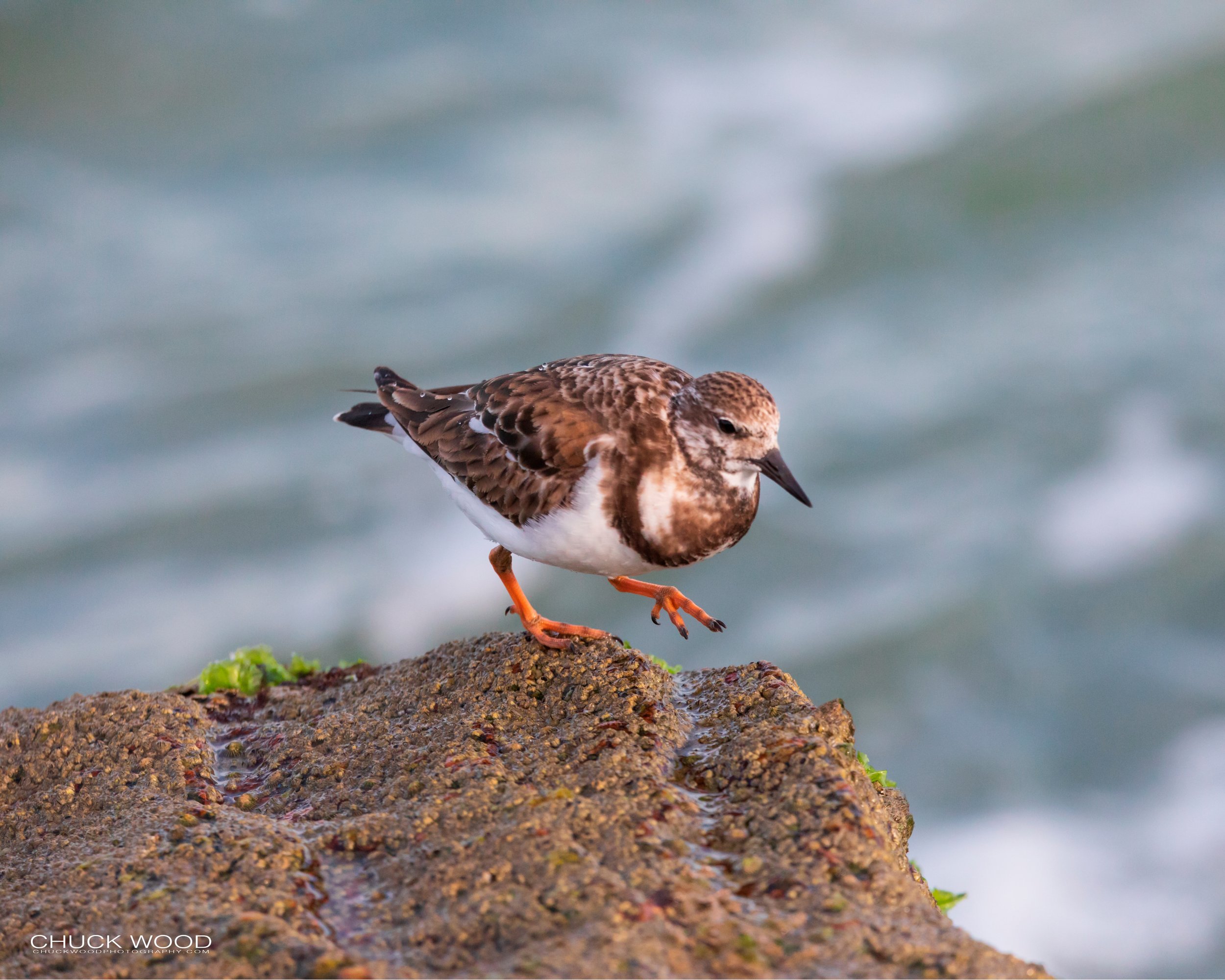  Sebastian Inlet, FL 2020 
