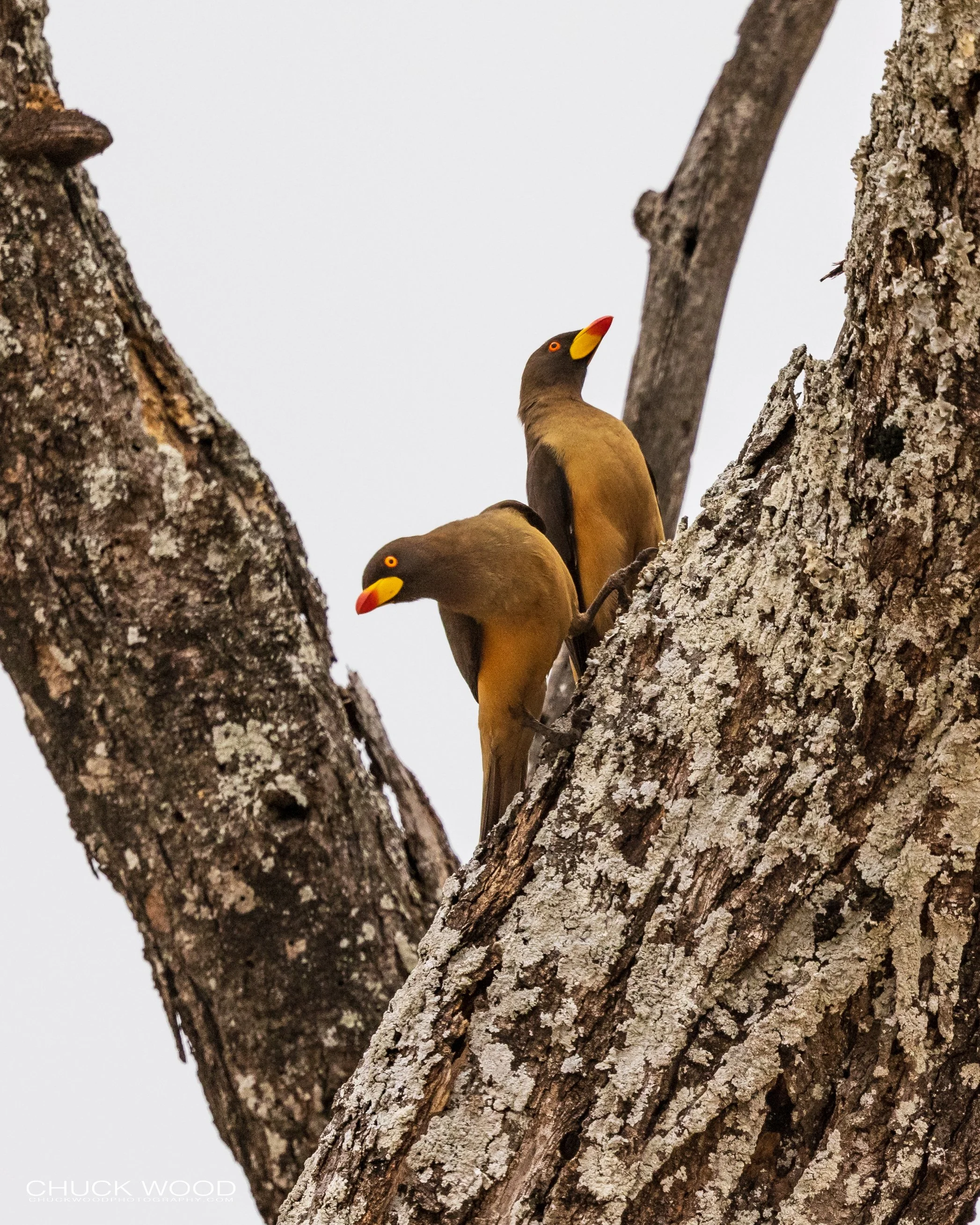  Tarangire, Tanzania 2021 