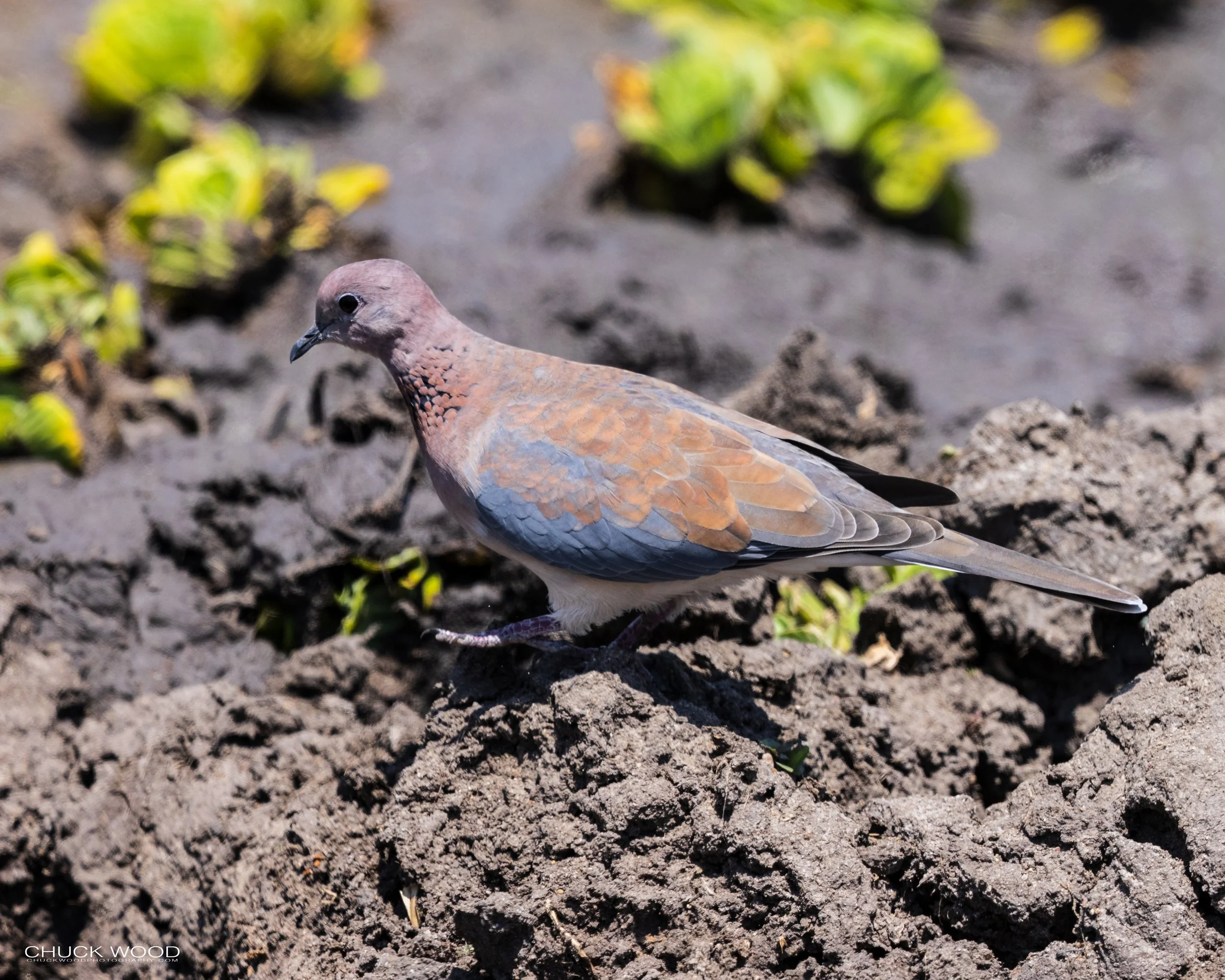  Tarangire, Tanzania 2021 