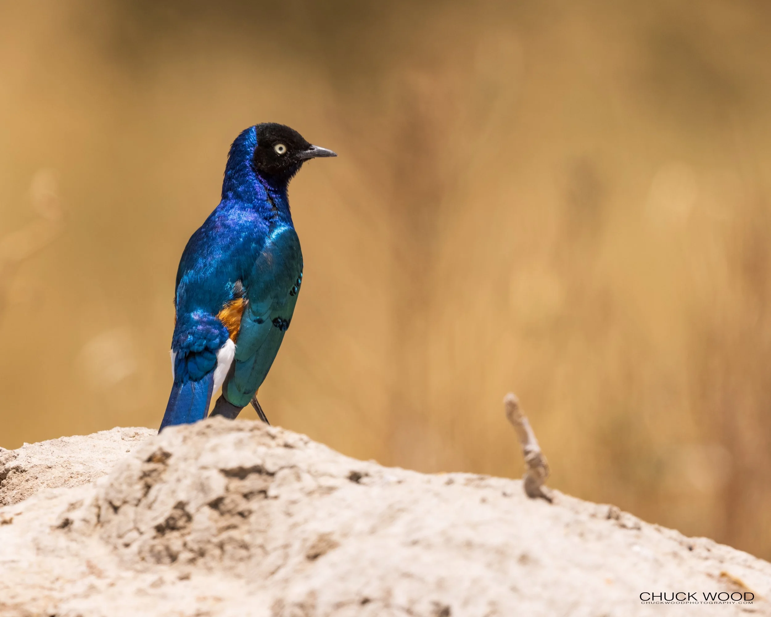   Tarangire, Tanzania 2021 