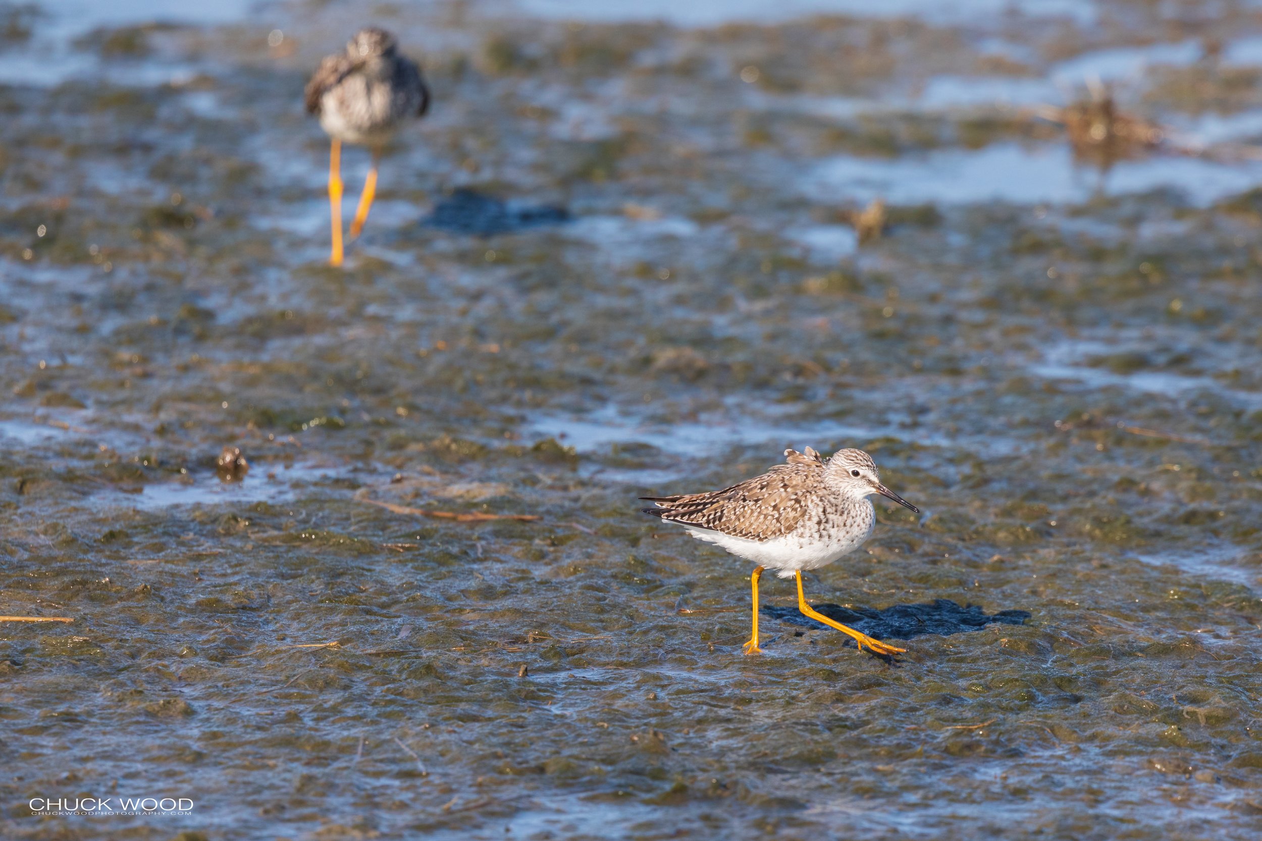  Forsythe NWR, NJ 2020 