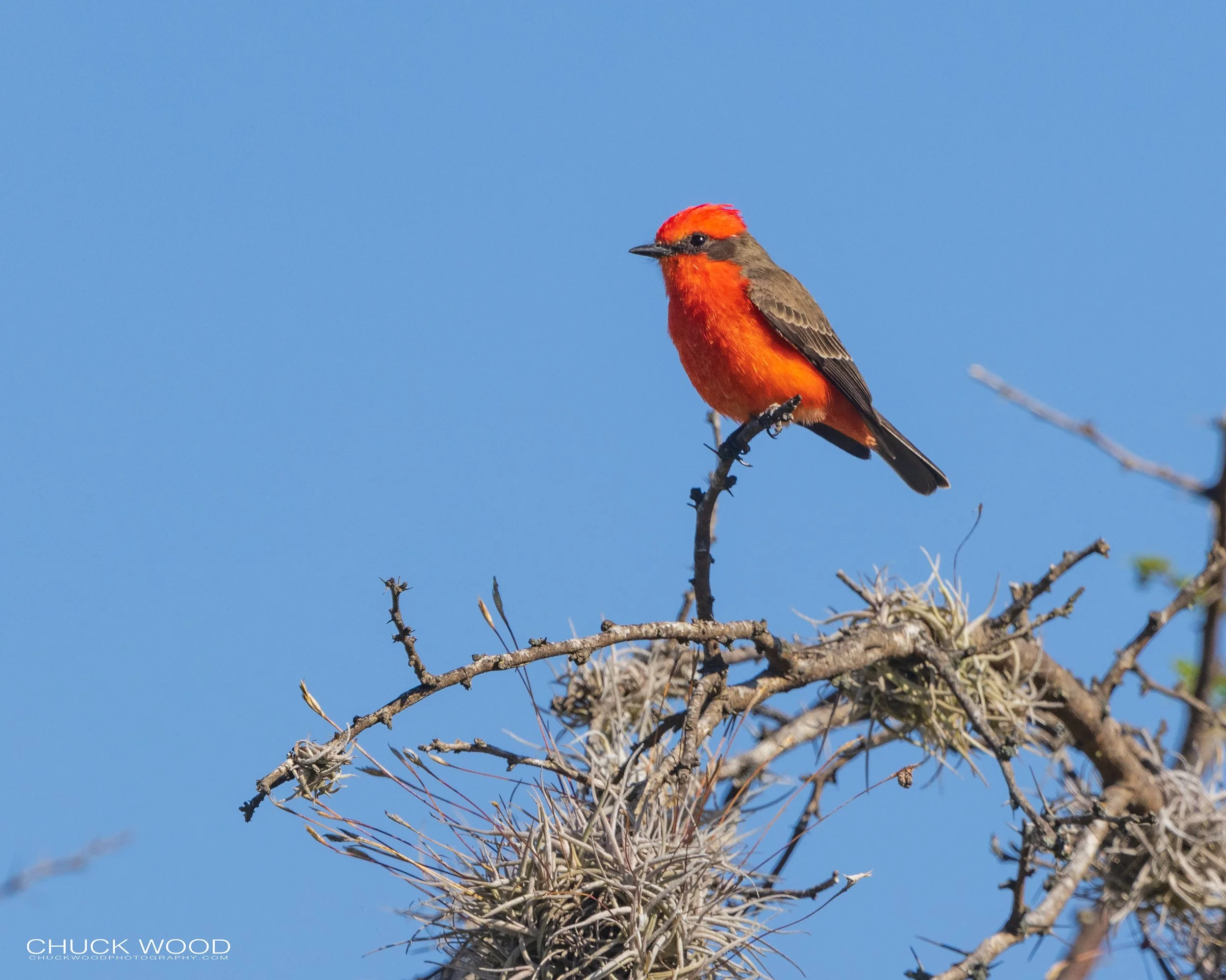  Teotitlan del Valle, MX 2022 I/ 