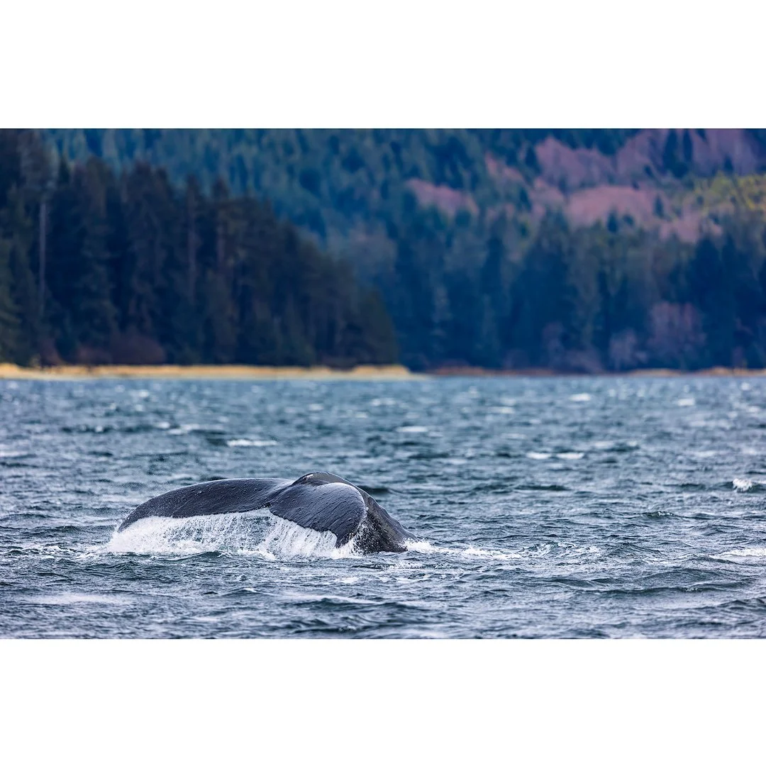 Humpback Tail Sitka, 2024