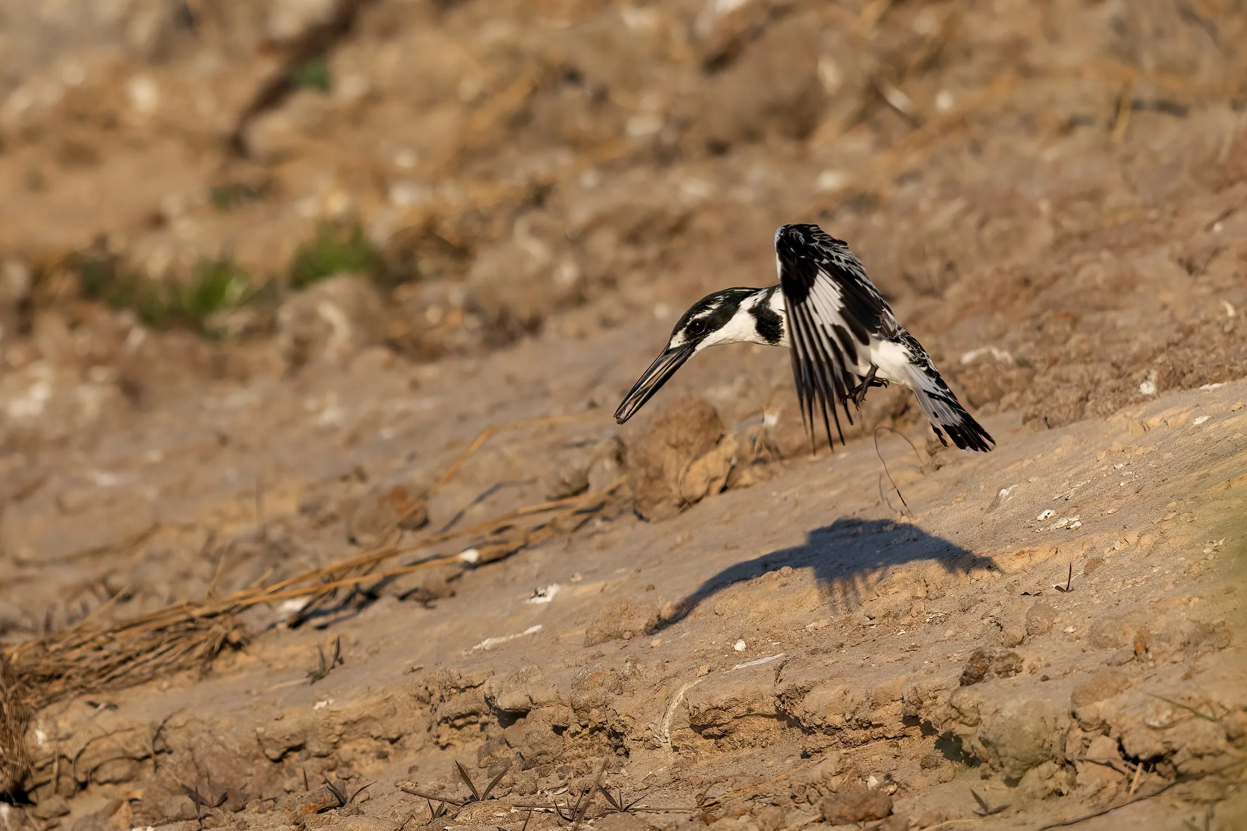  Chobe River, Botswana 2023 