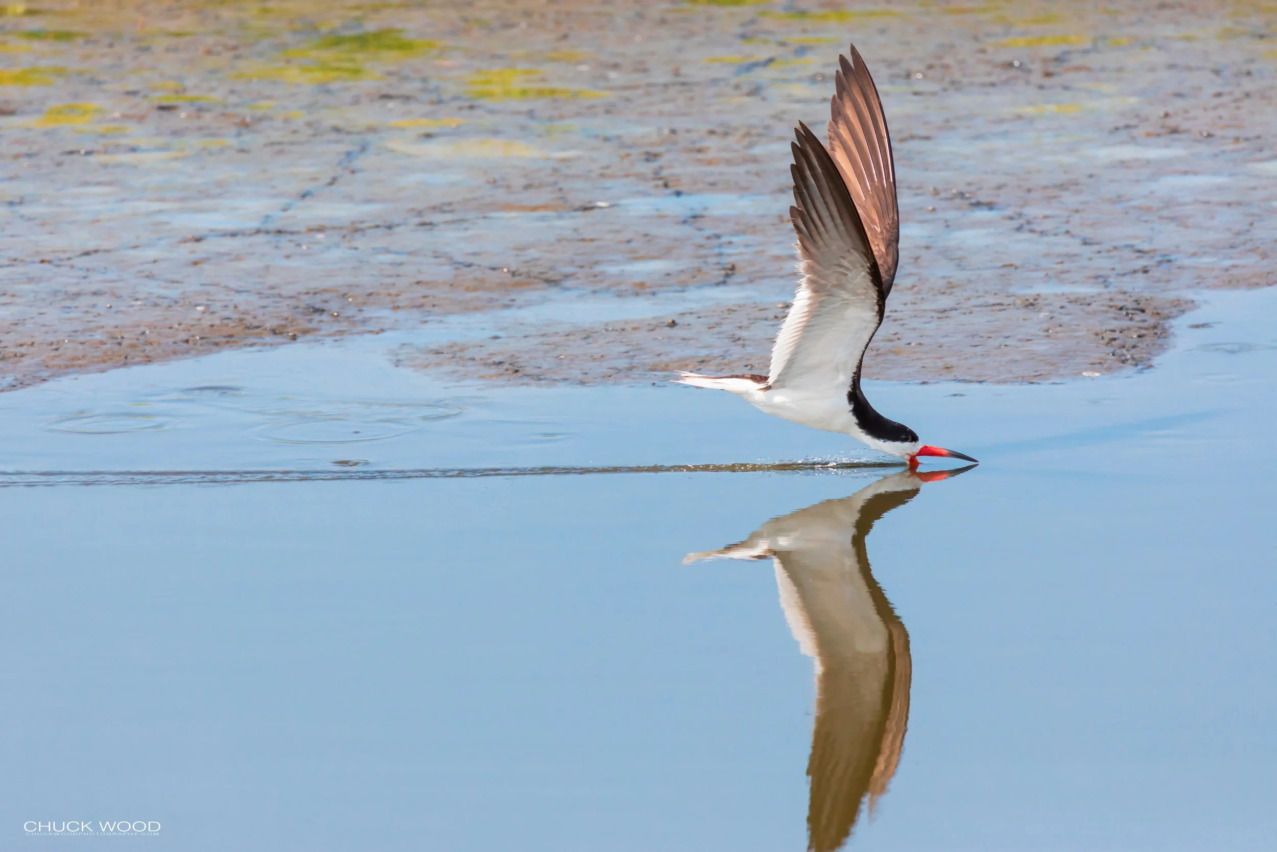  Forsythe NWR, NJ 2019 