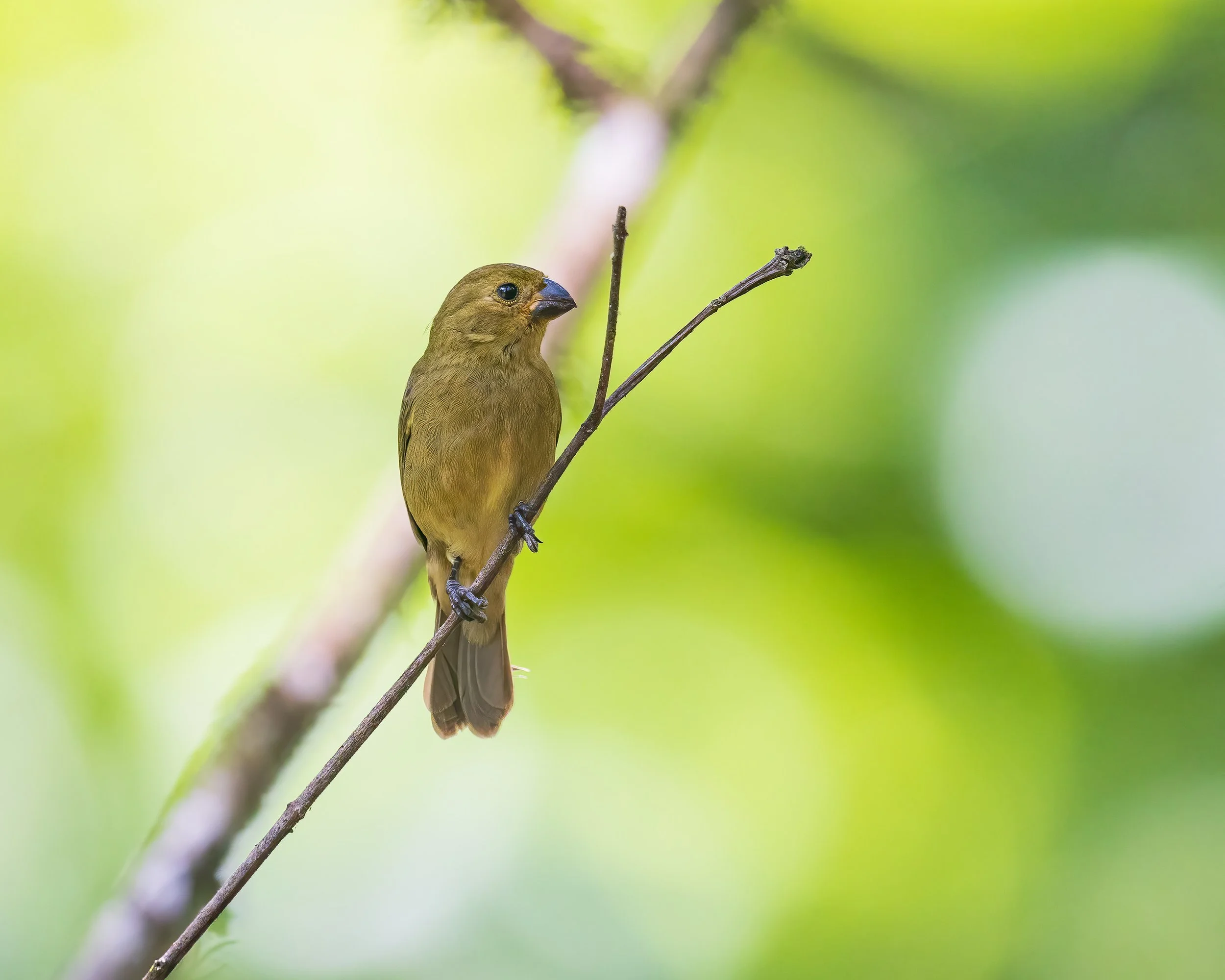  Macaw Lodge, Costa Rica 2023 