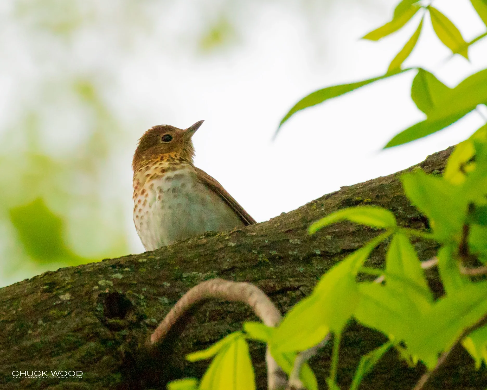  Central Park NYC, NY 2019 