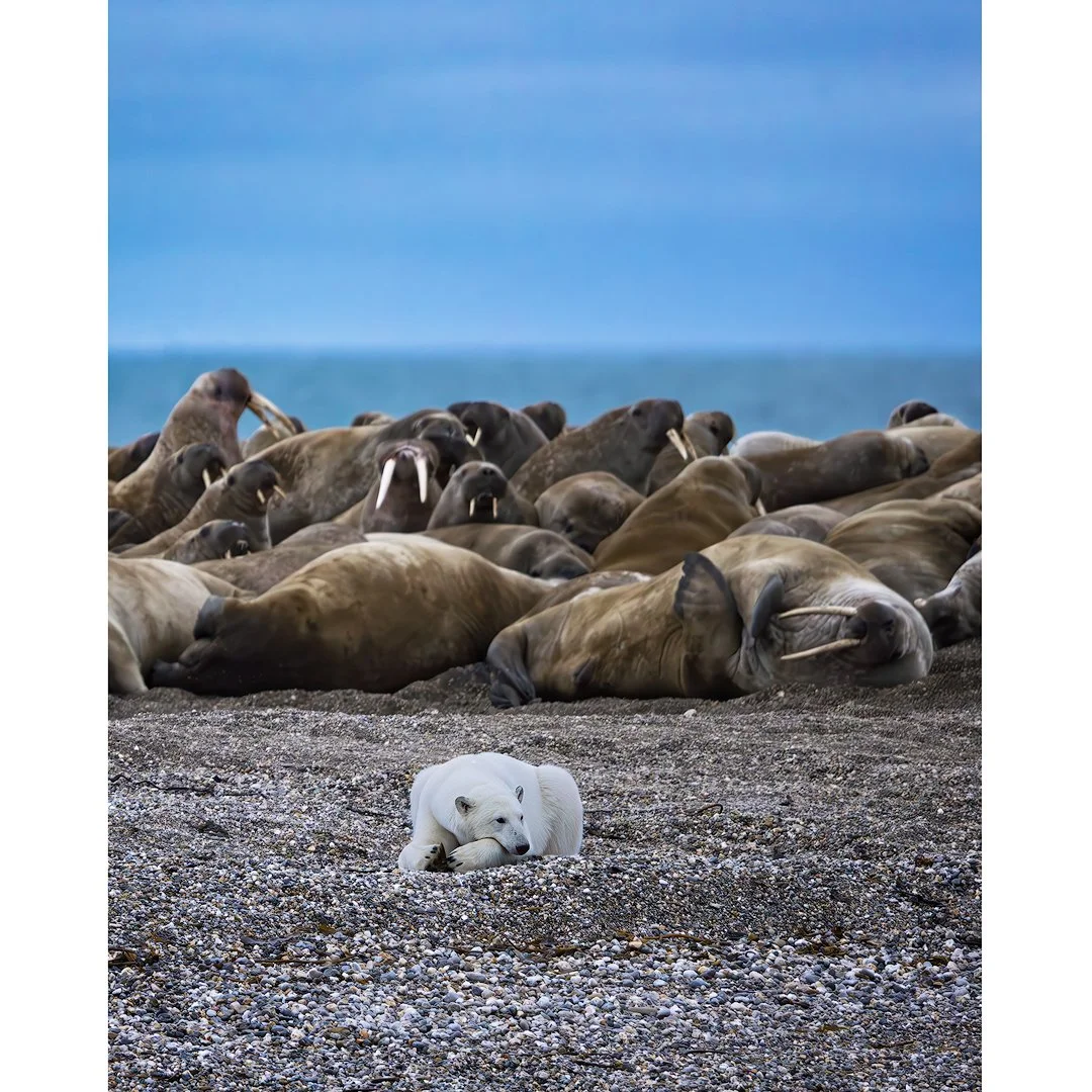 Torellneset Beach, 2025