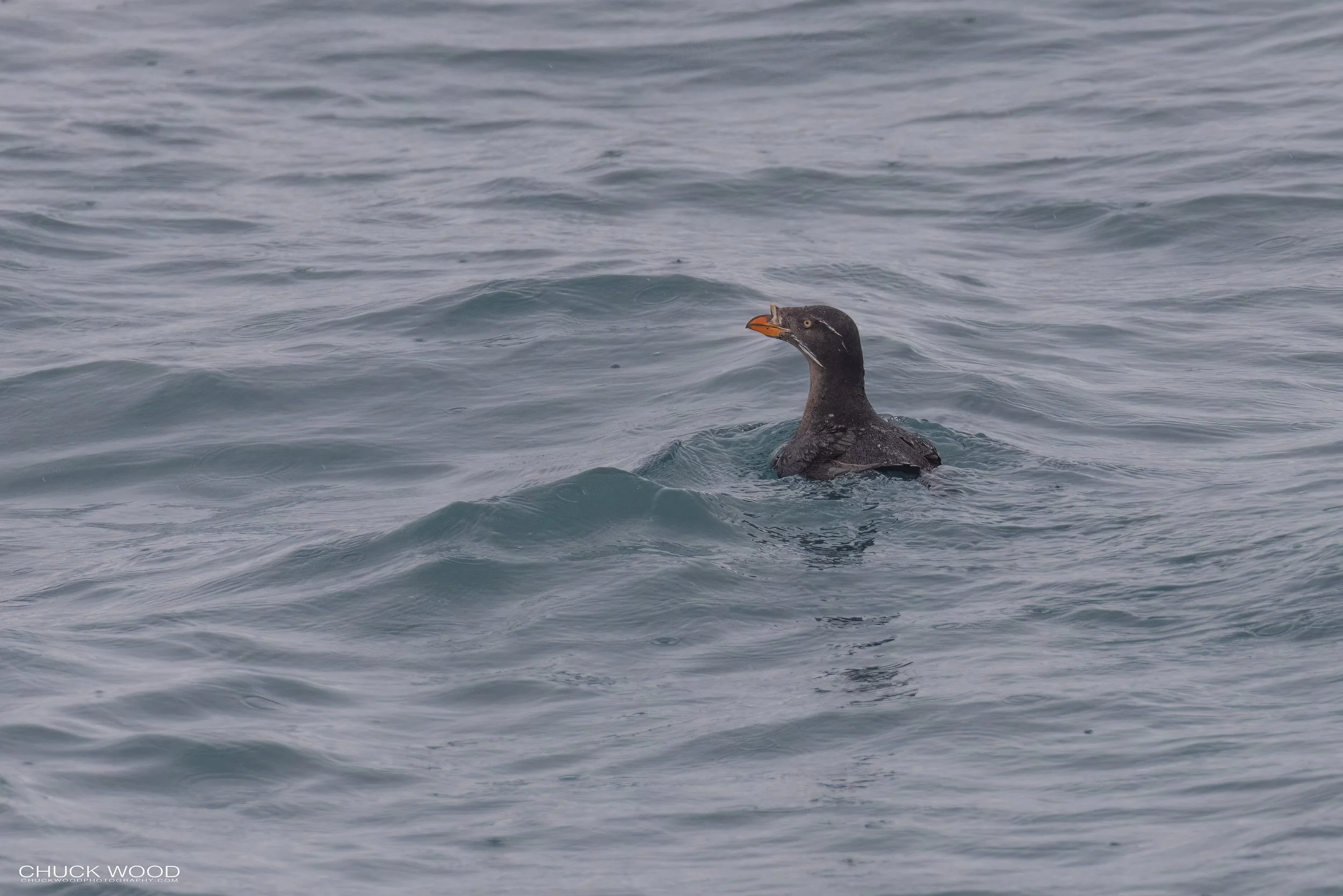   Resurection Bay, AK 2022 