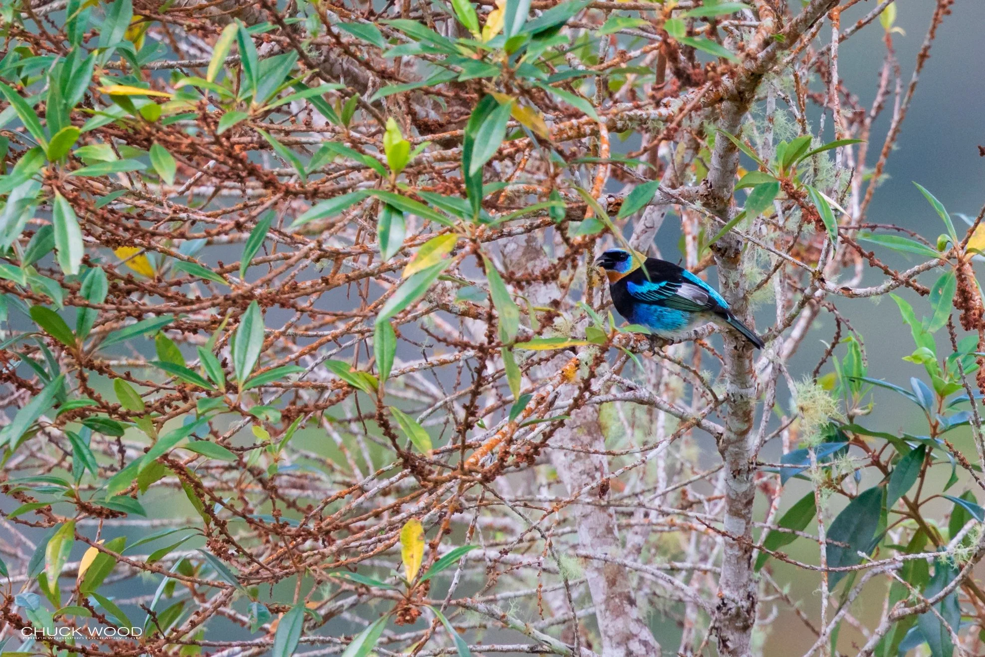  Rancho Naturalista, Costa Rica 2020 