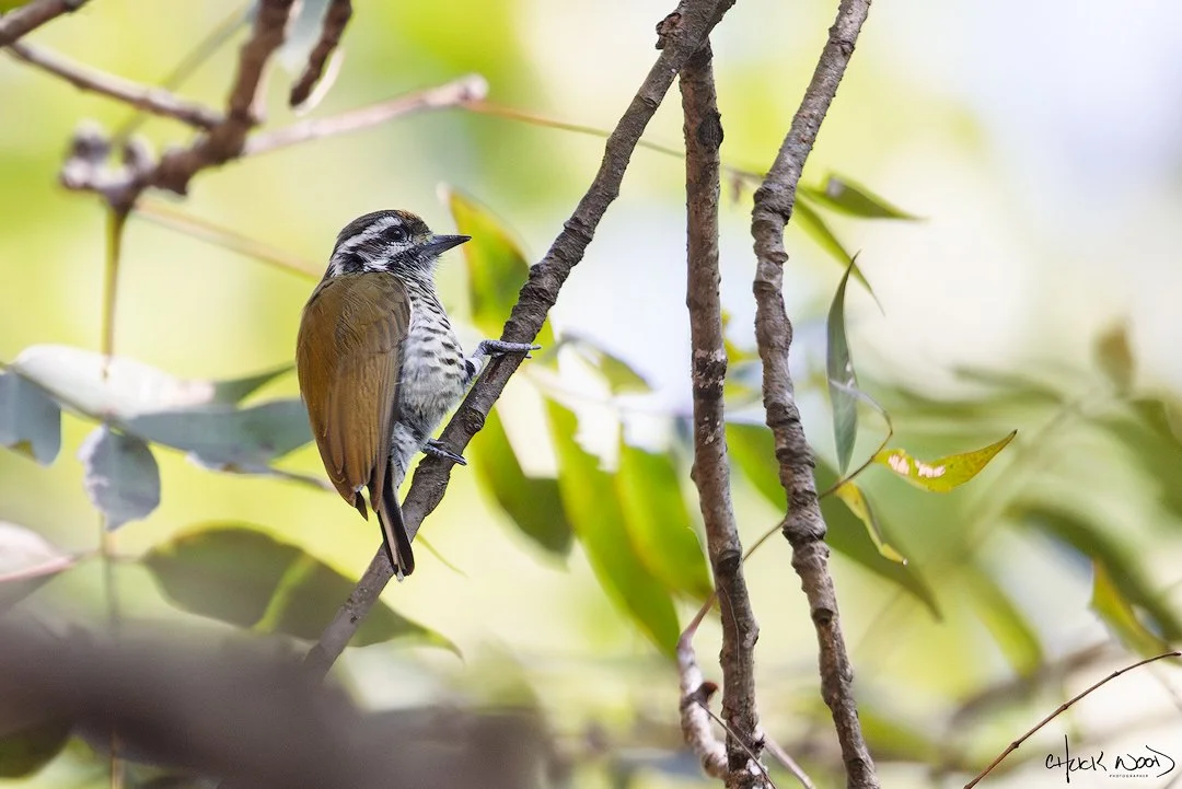  Christian Ashram Estate Sattal, India 2025 