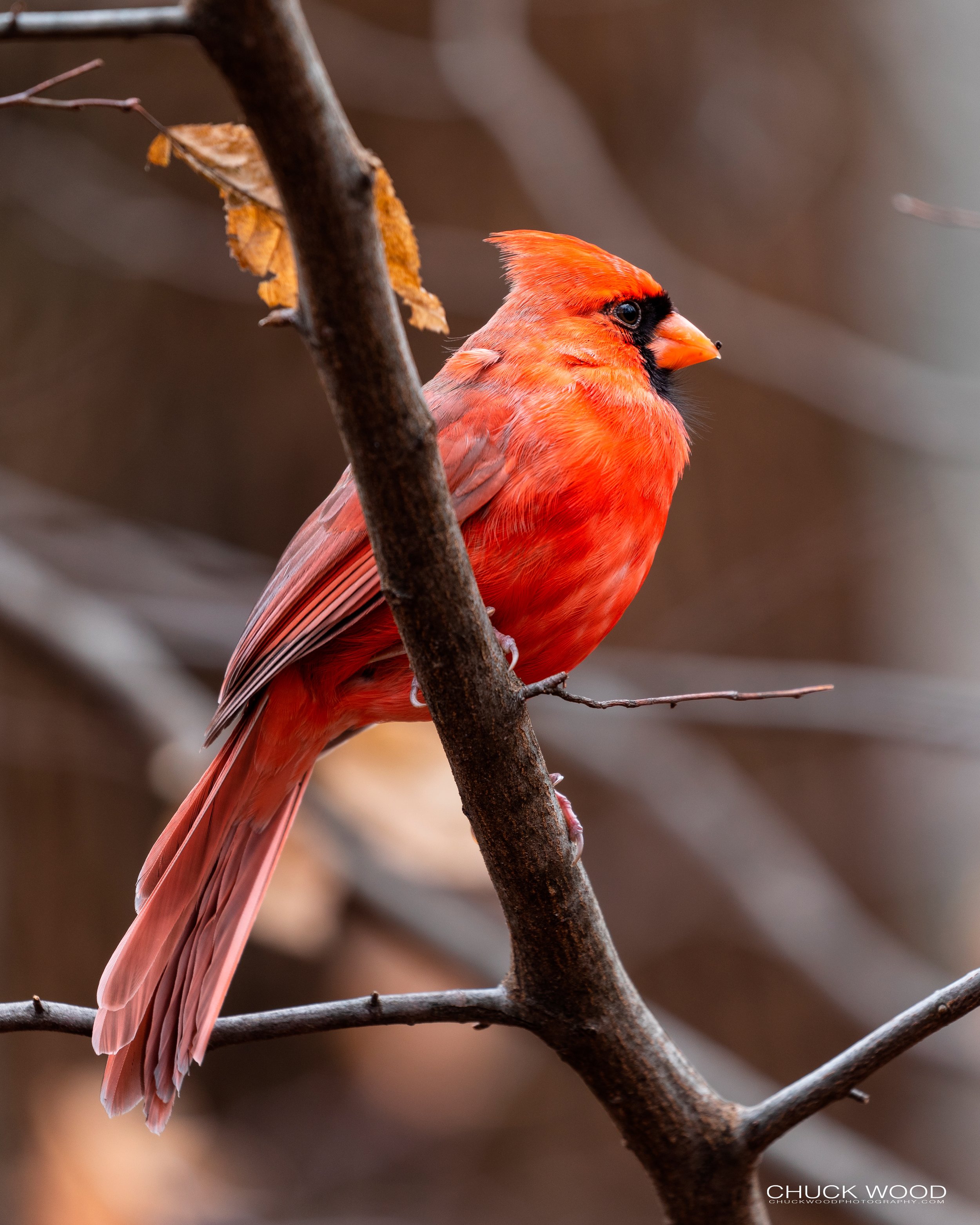  Central Park NYC, 2019 