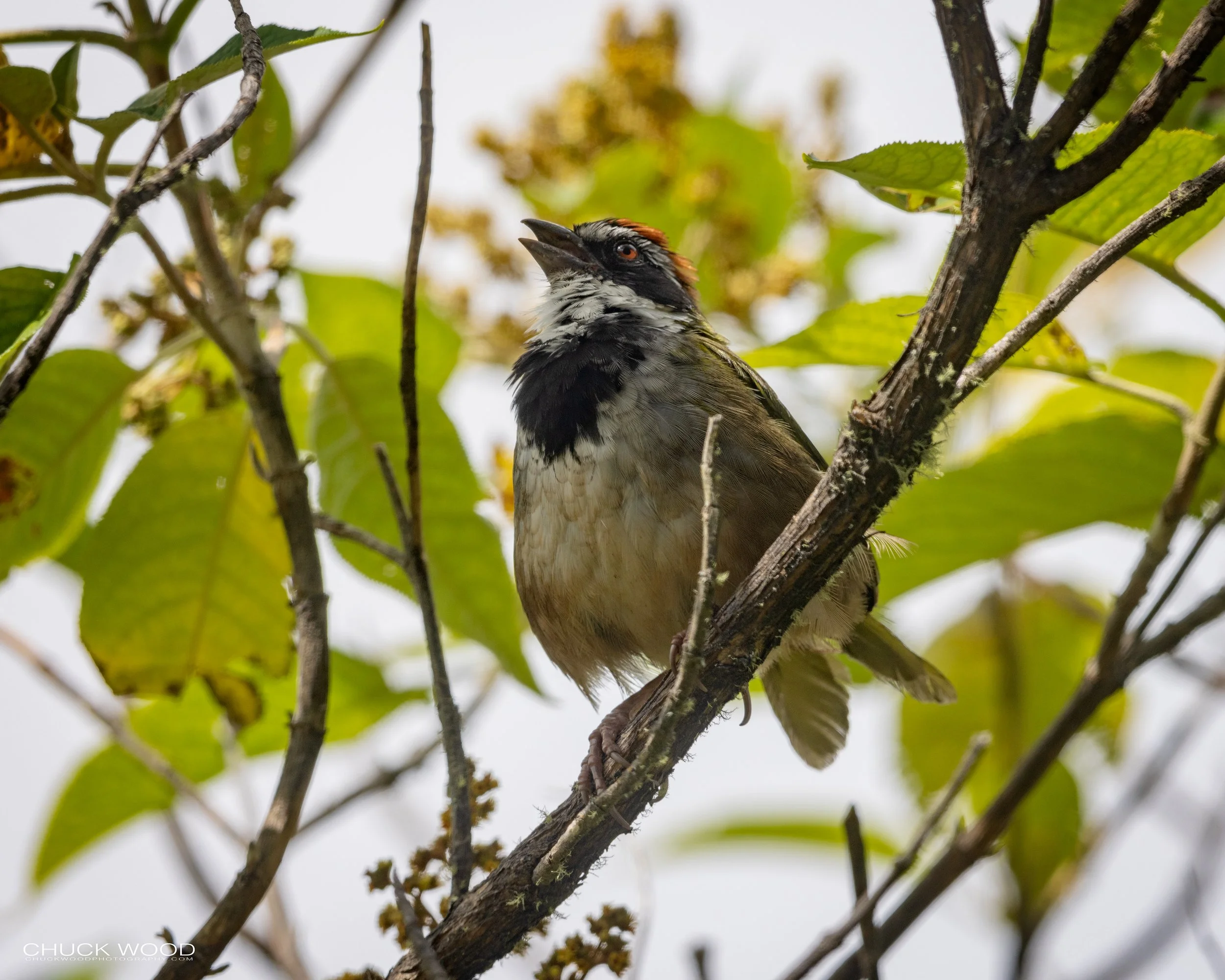 Cuajimoloyas Oaxaca, Mexico 2022