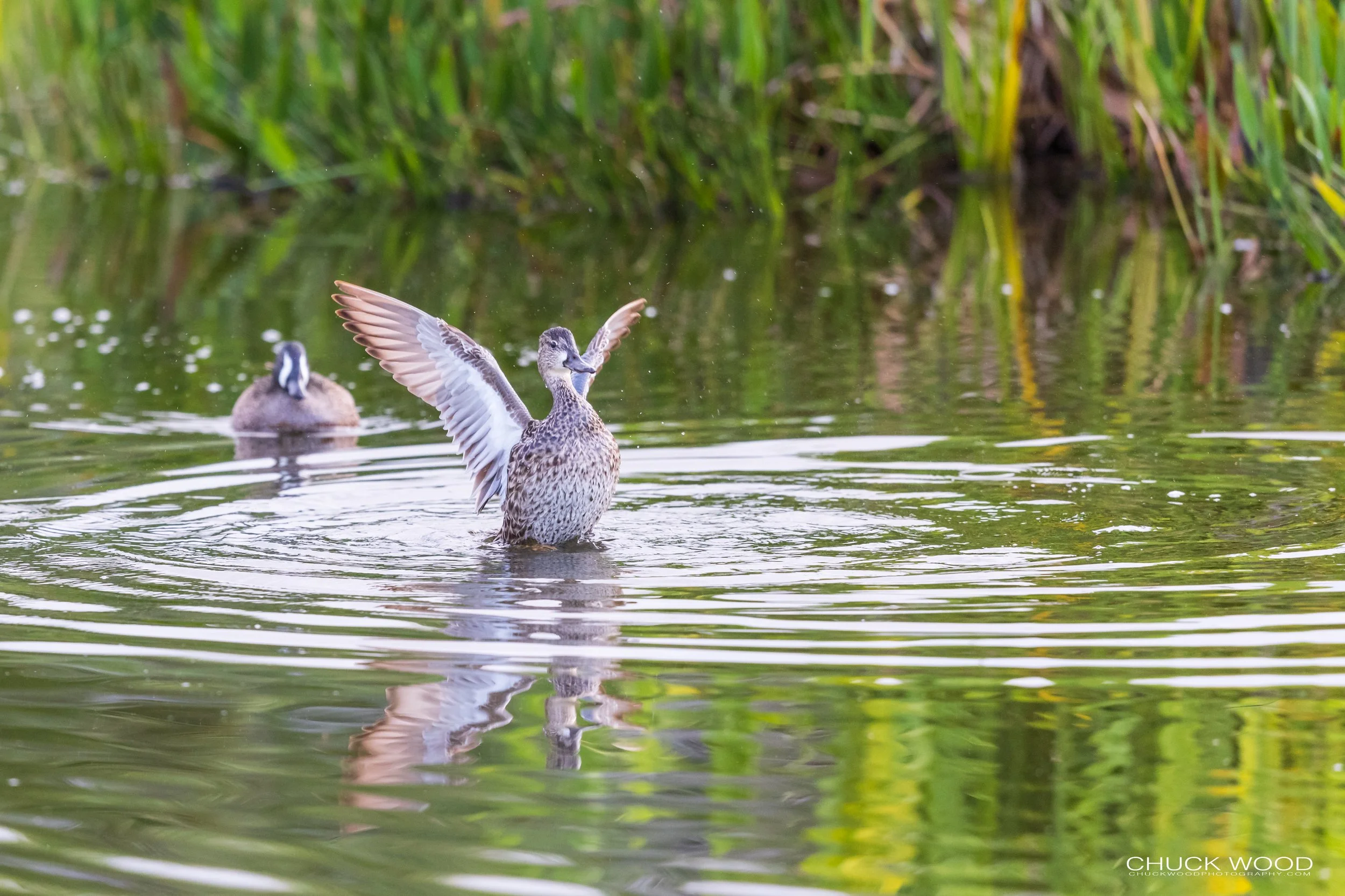  Wakohadatchee, FL 2021 