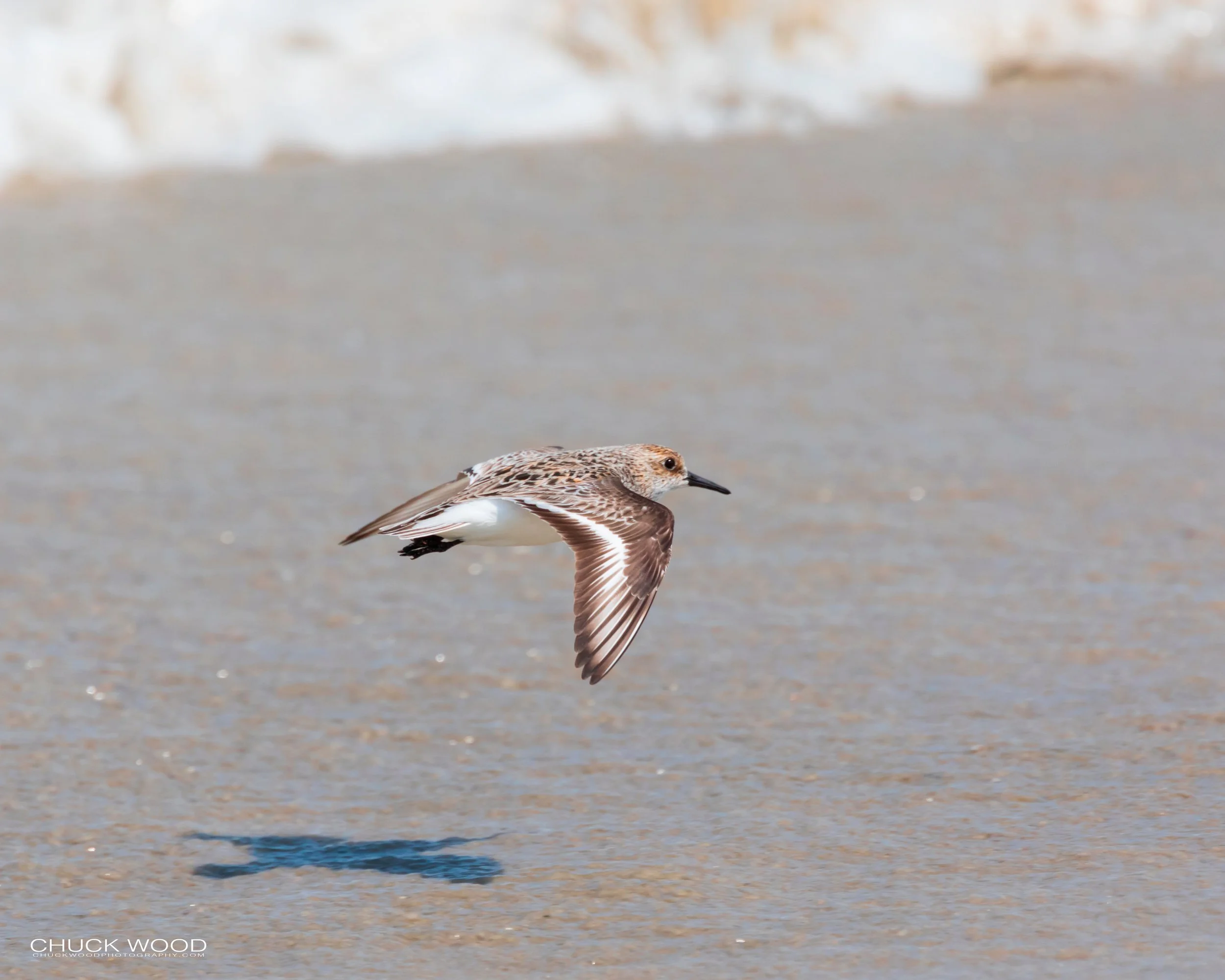  Pea Island NWR, NC 2019 