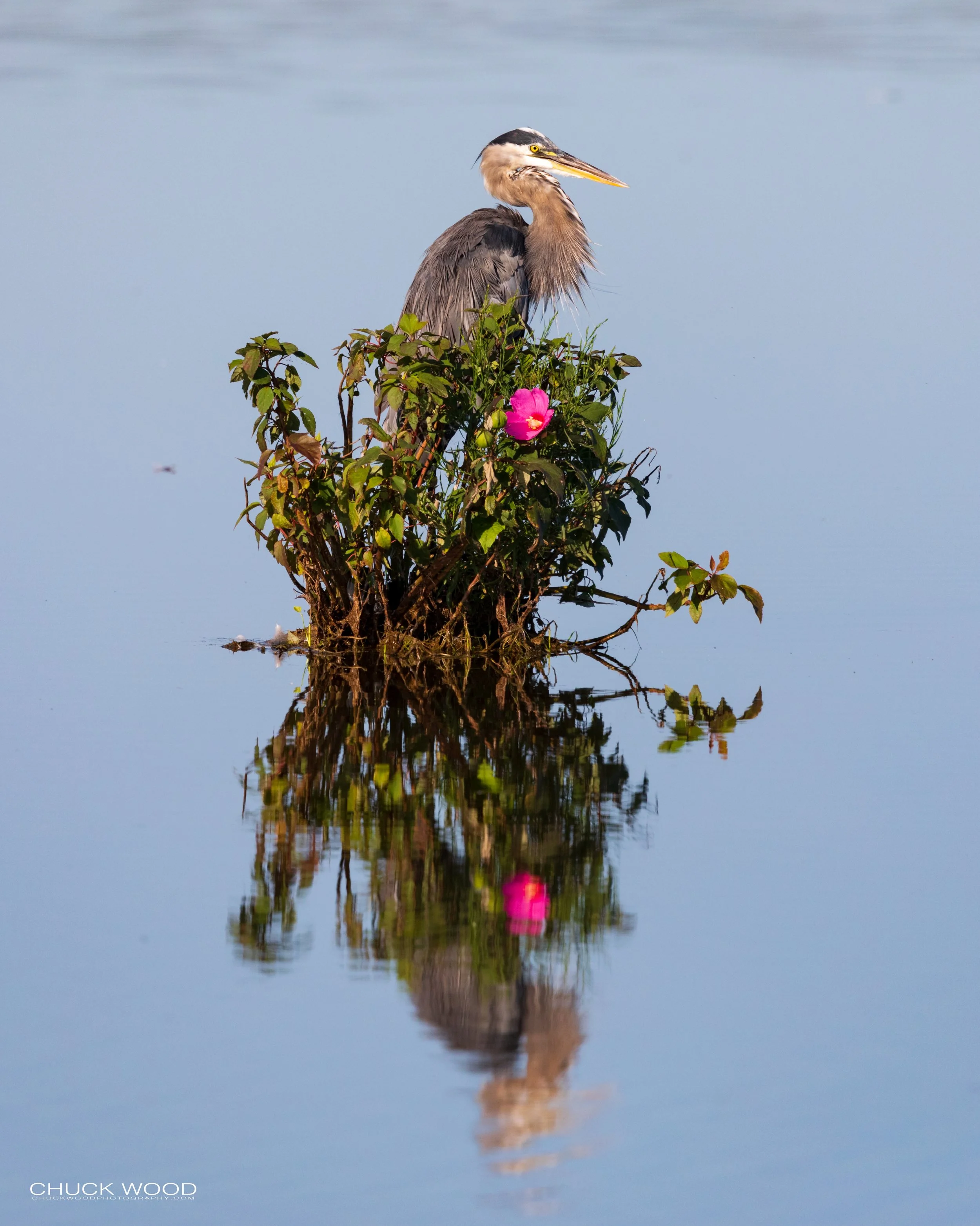  Forsythe NWR, NJ 2020 