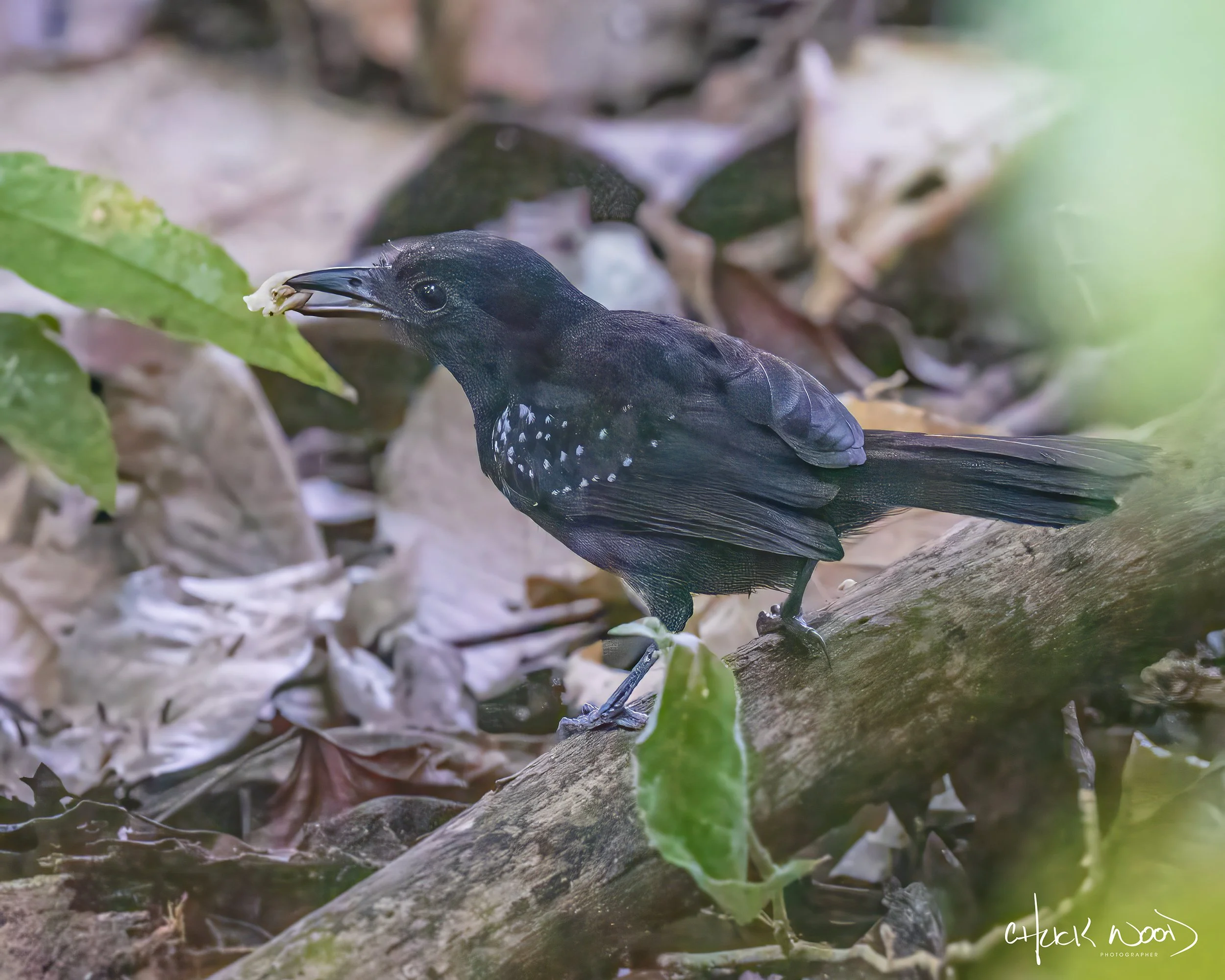  Carara NP, Costa Rica 2023 