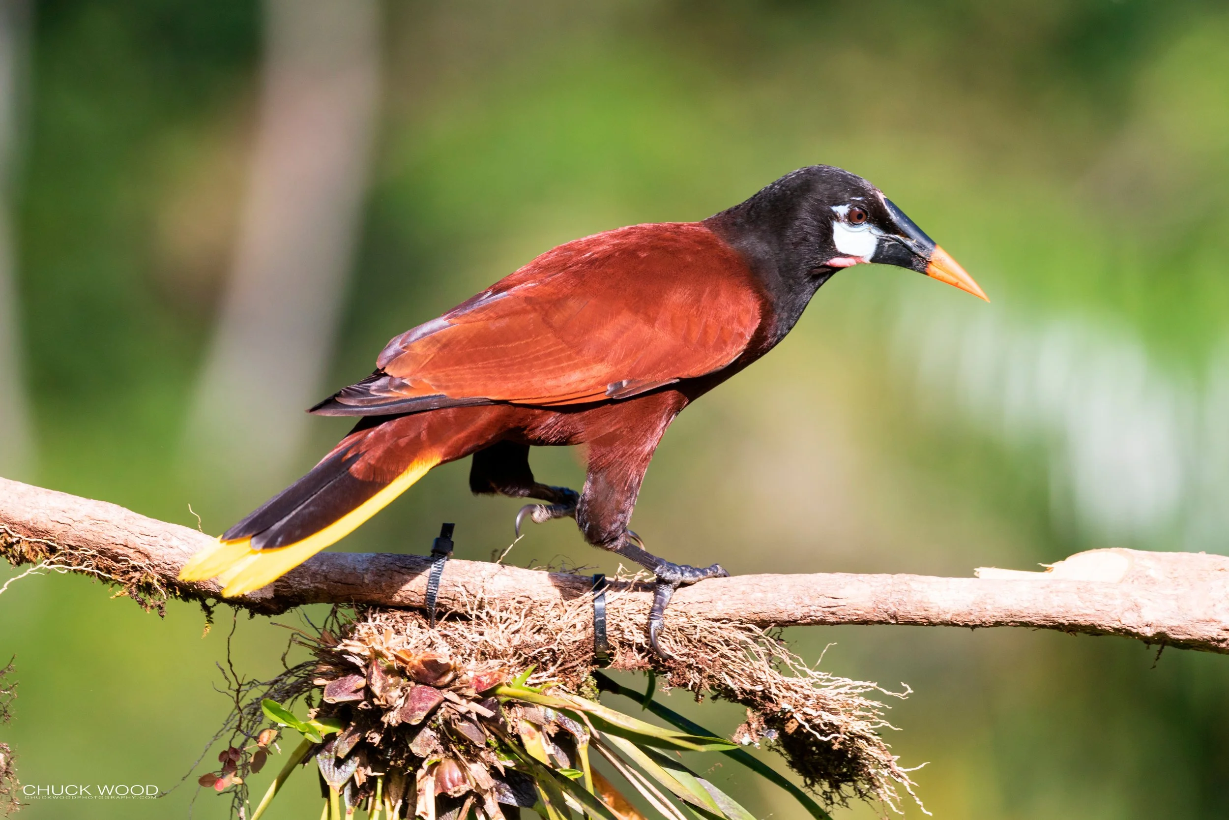  Rancho Naturalista, Costa Rica 2020 