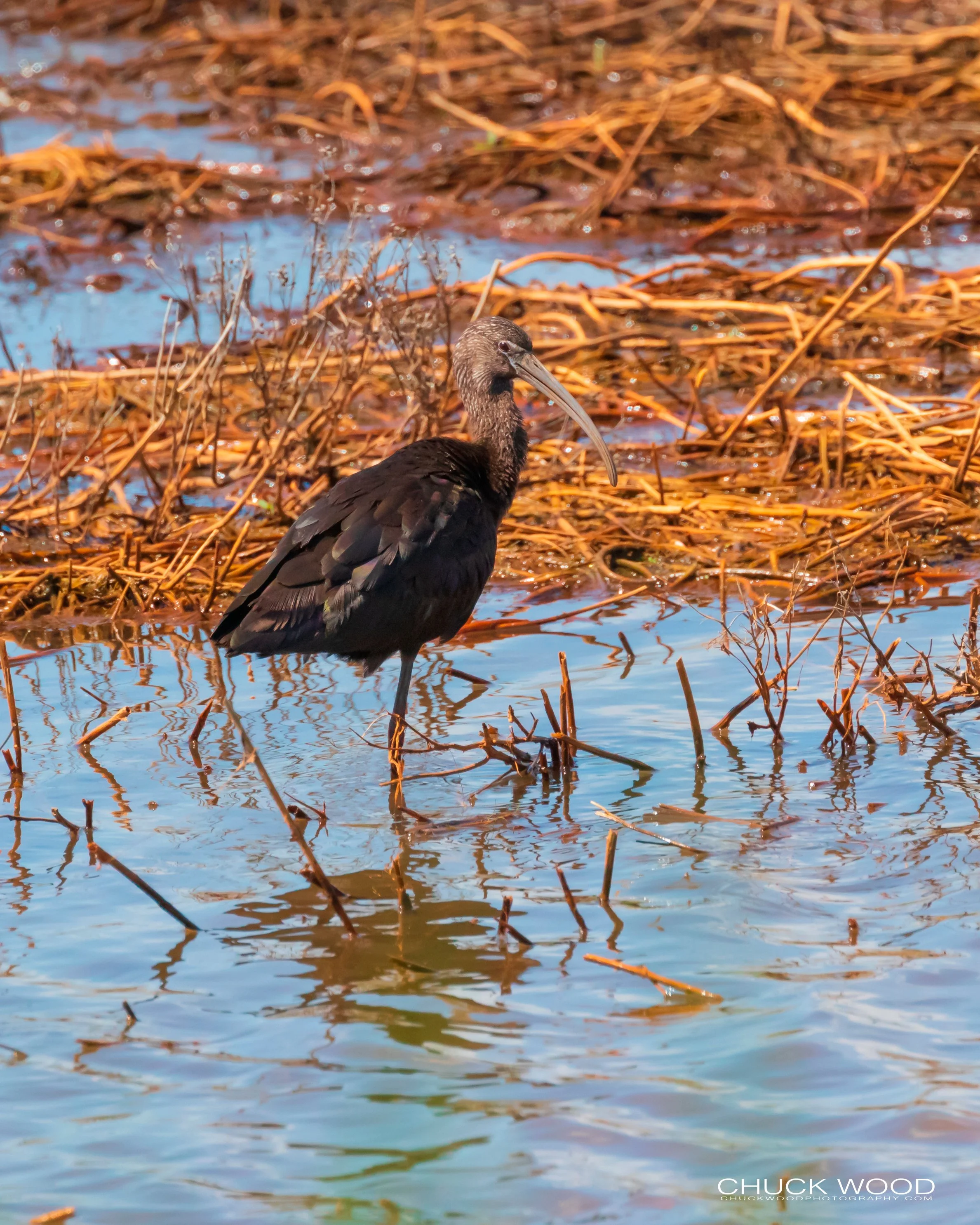  Forsythe NWR, NJ 2019 