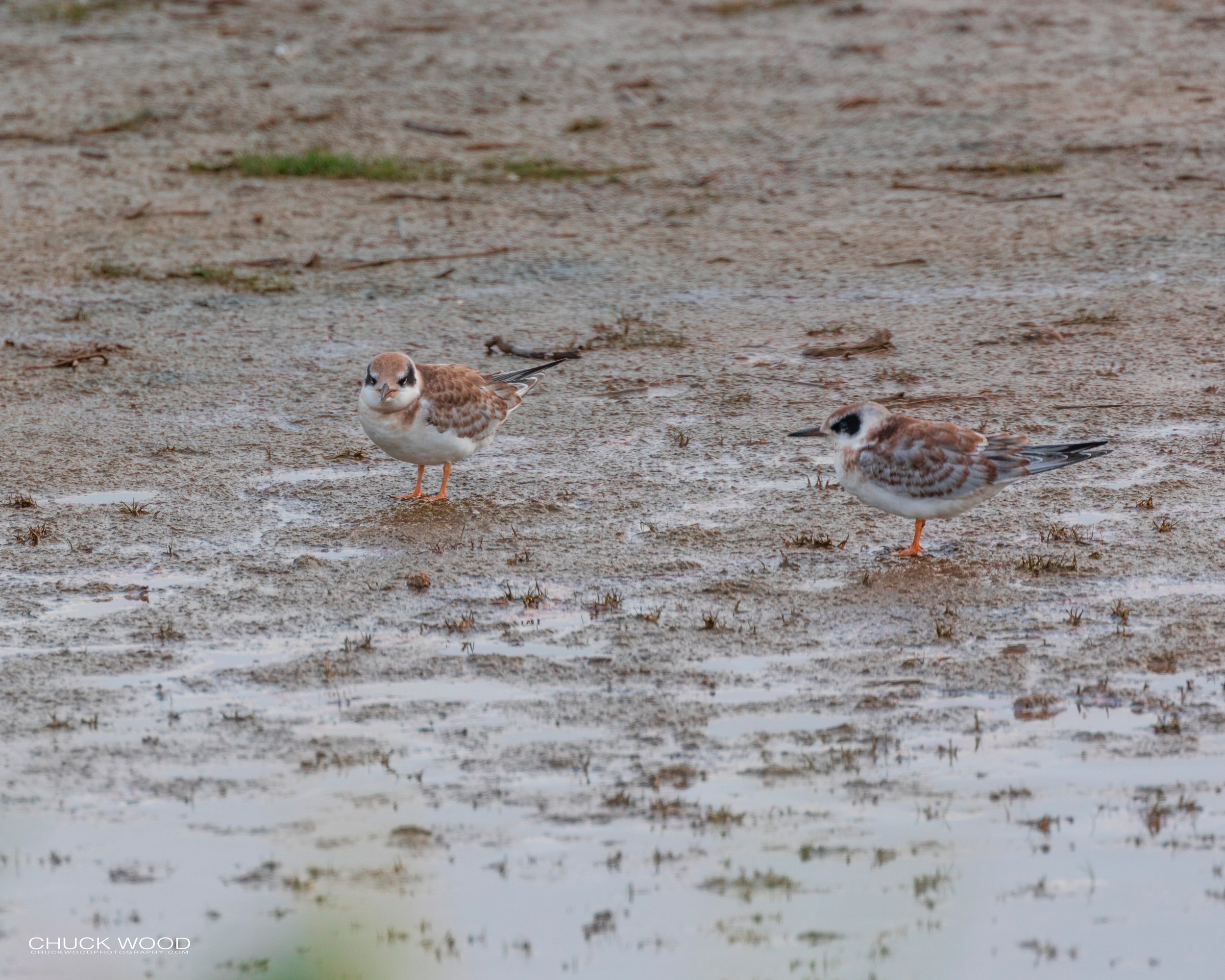  Forsythe NWR, NJ 2019 