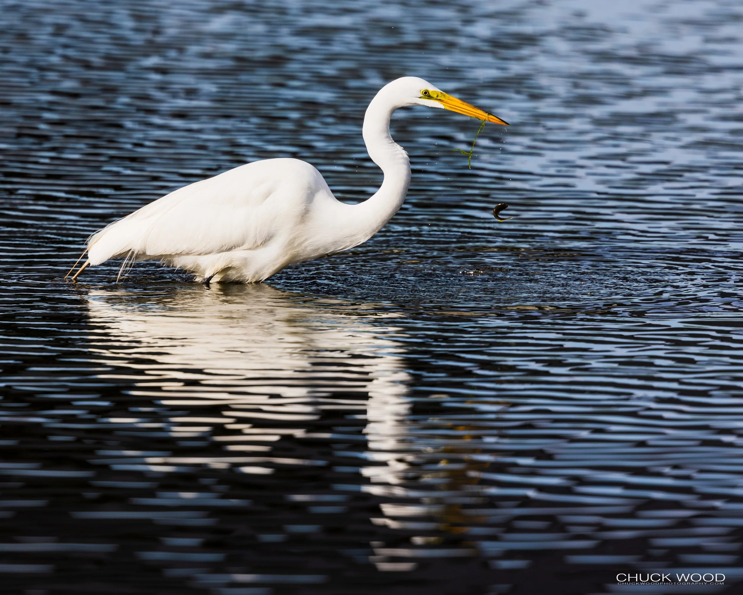  Decorte Park, NJ 2021 