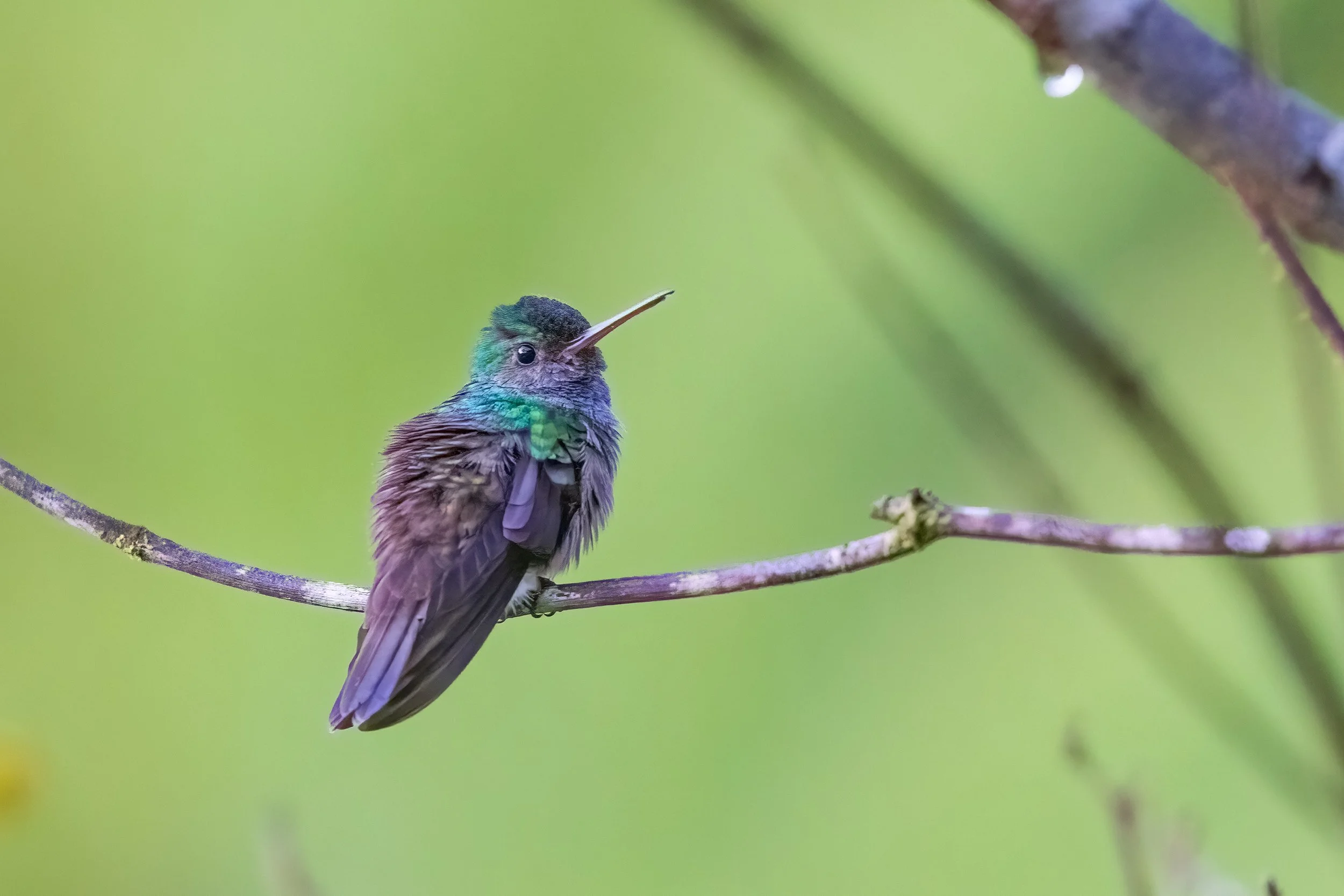  Macaw Lodge, Costa Rica 2023 