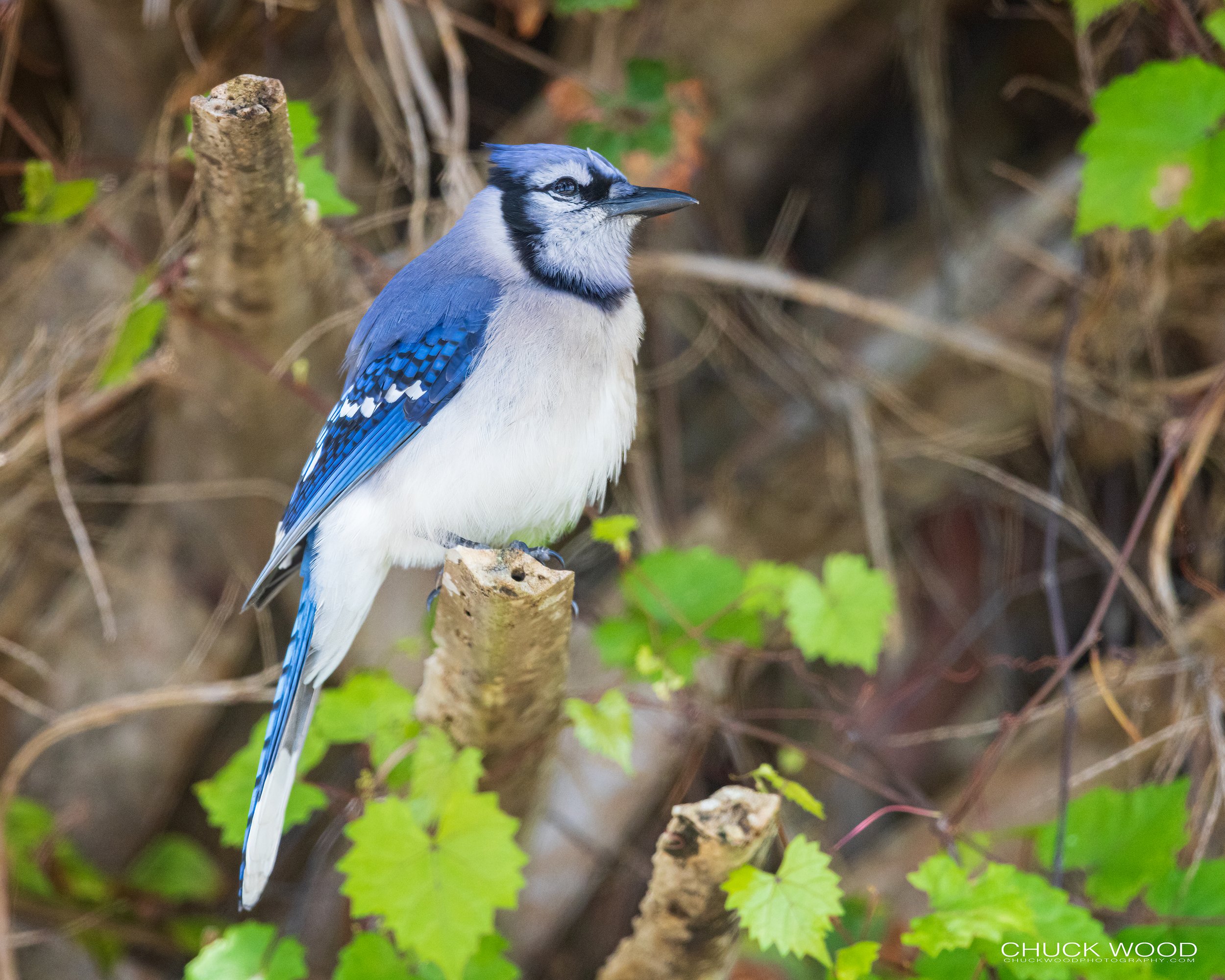  Jonathan Dickerson SP, FL 2022 