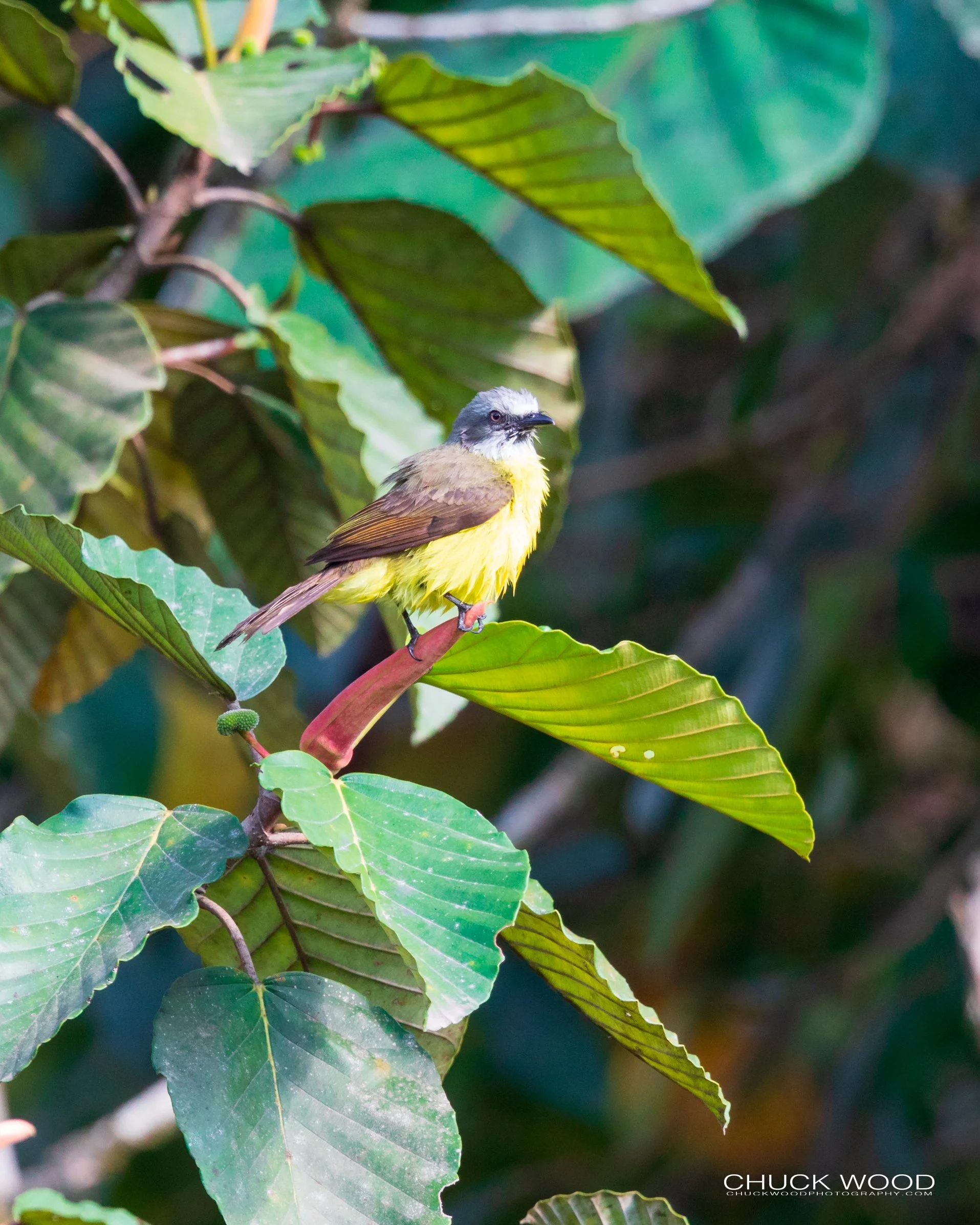  River Tuis Valley, Costa Rica 2020 I/ 