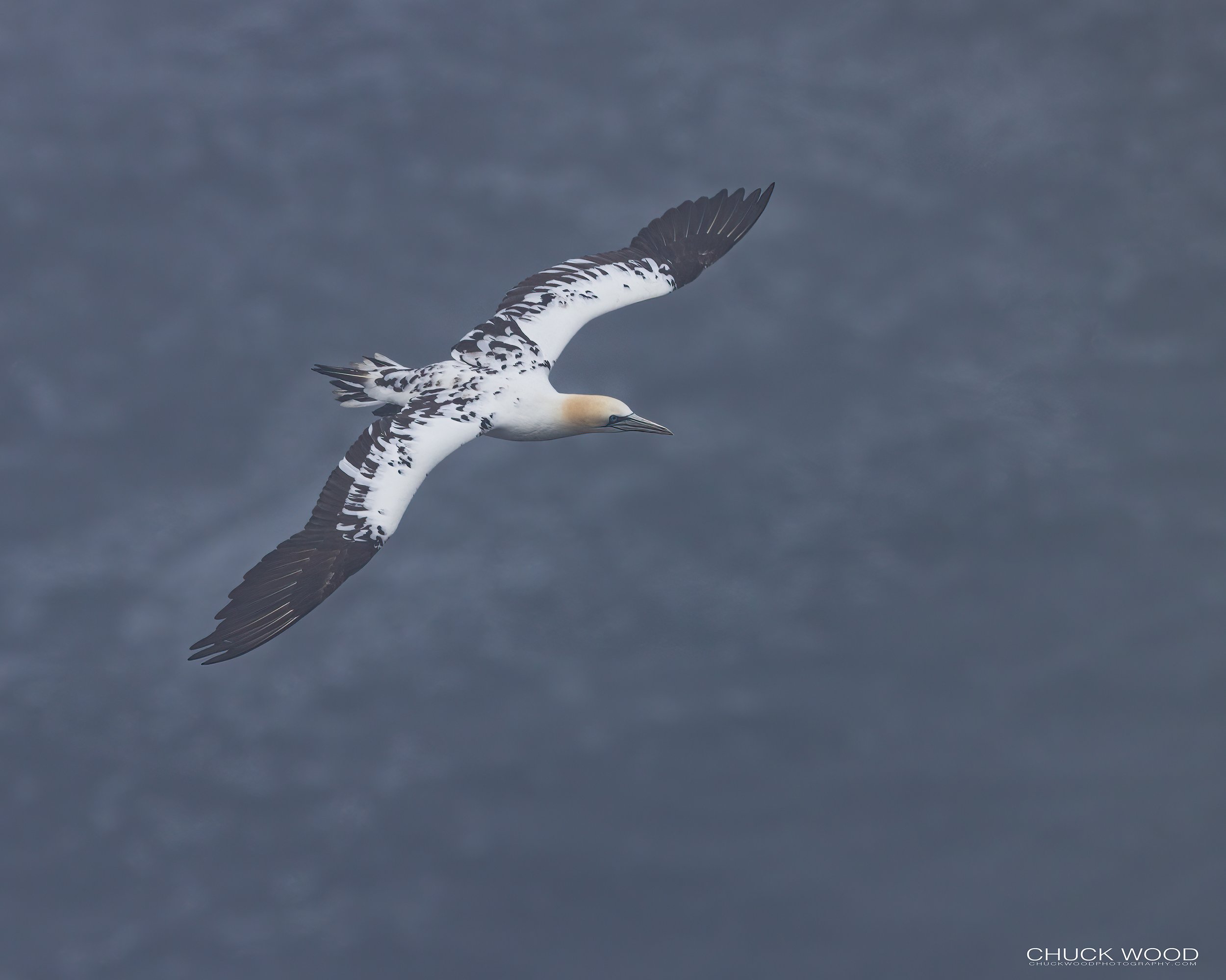  Cape St. Marys, NL 2022 