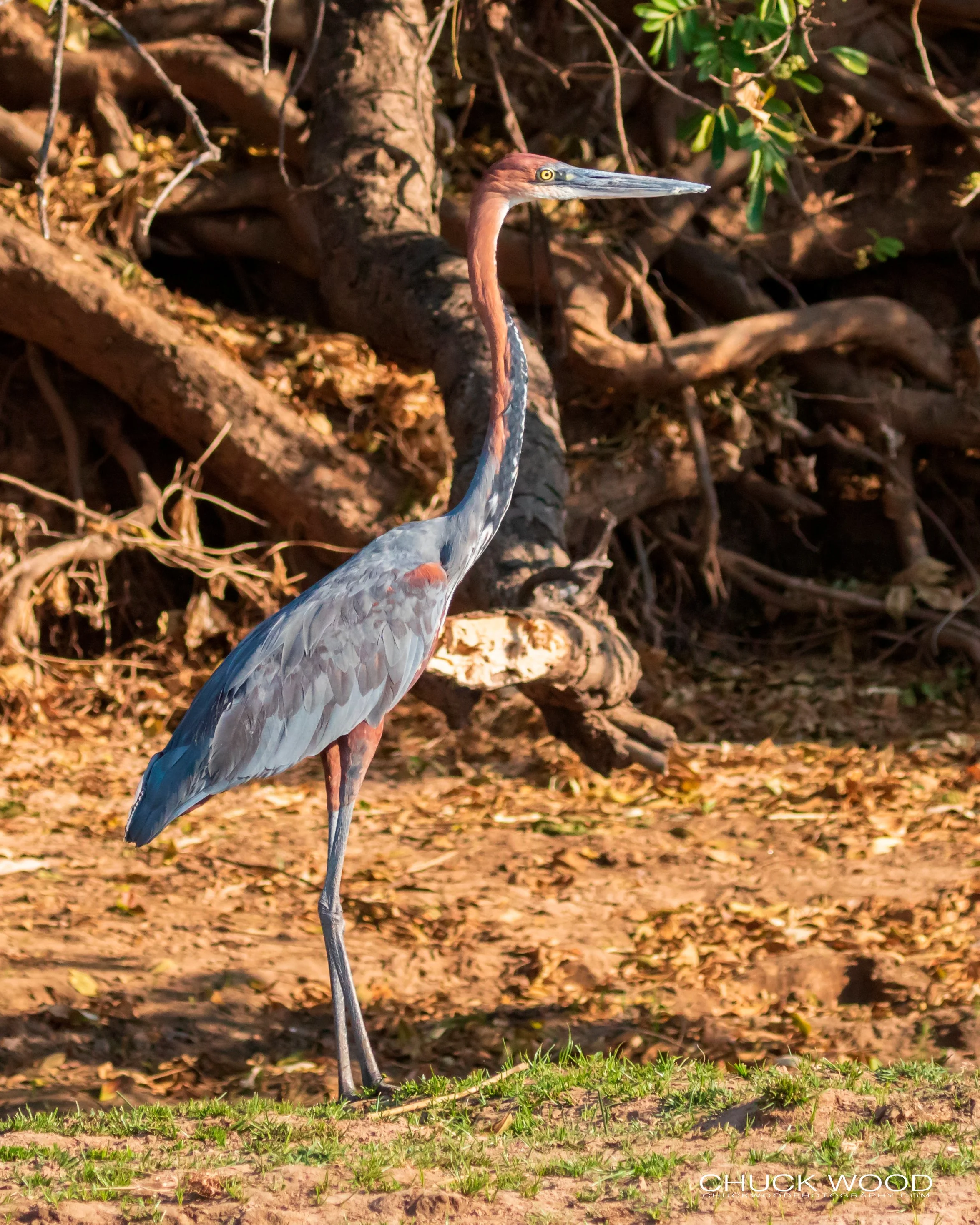  Mana Pools, Zimbabwe 2019 