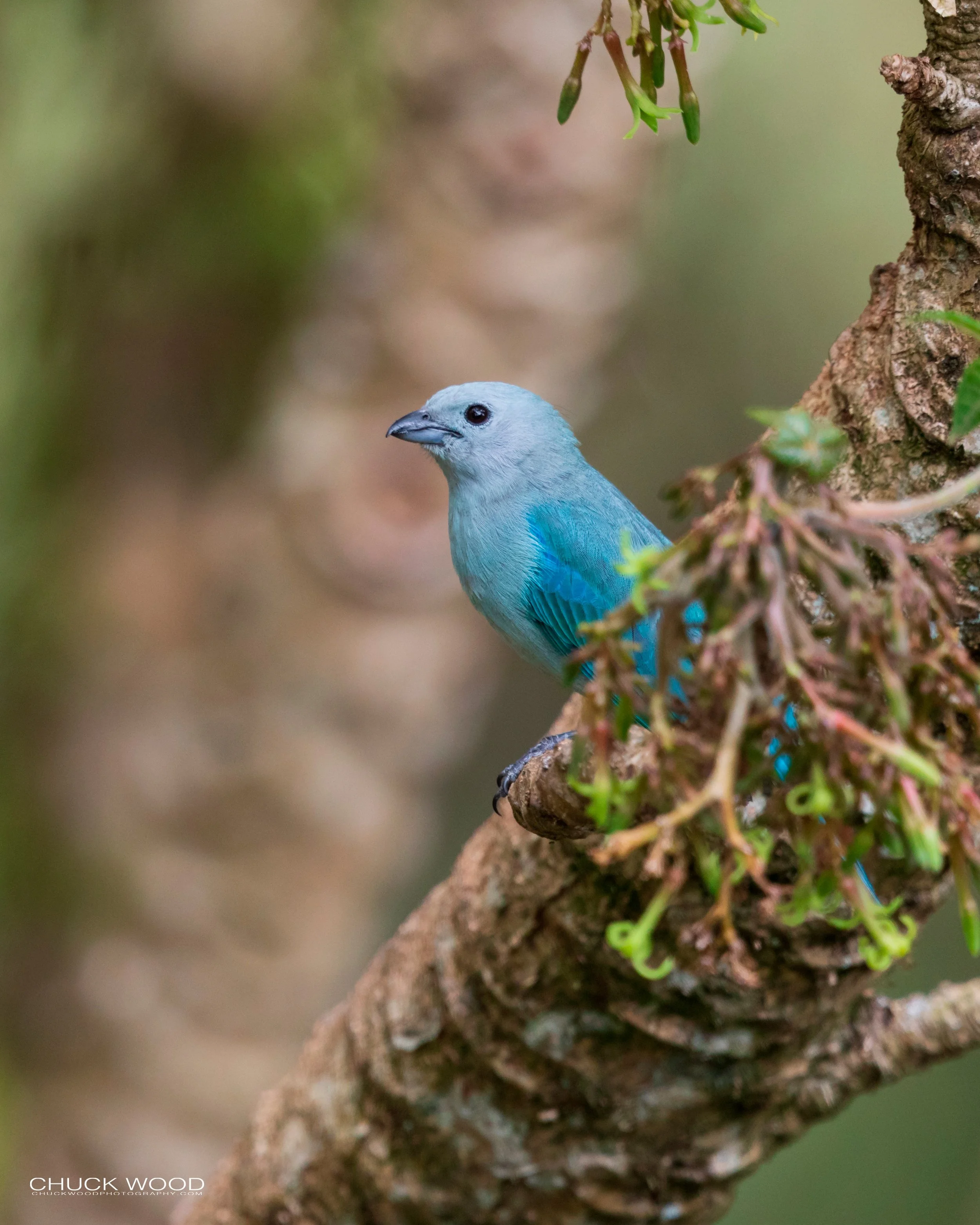  San Gerardo de Dota, Costa Rica 2020 