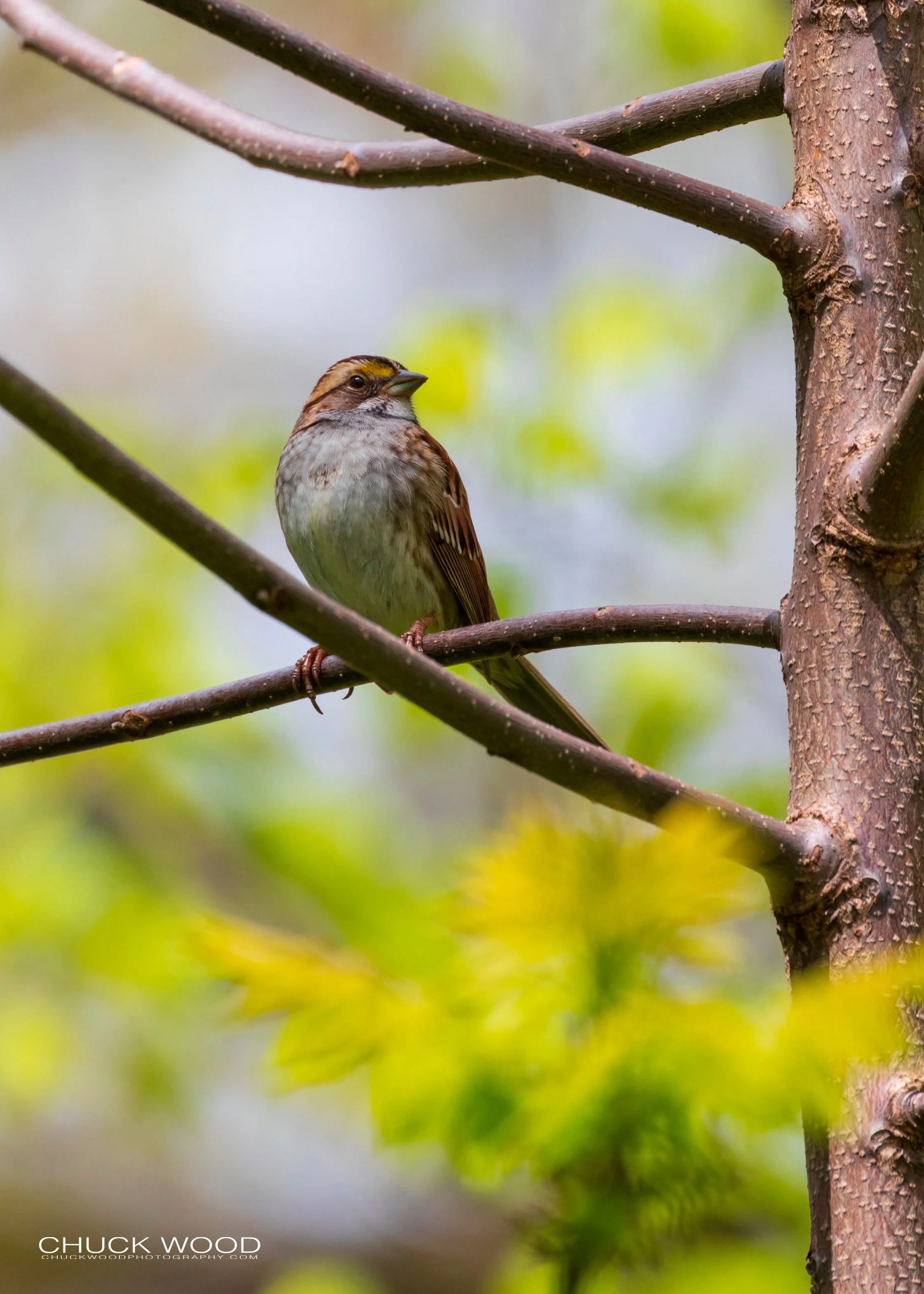 Central Park NYC, 2019