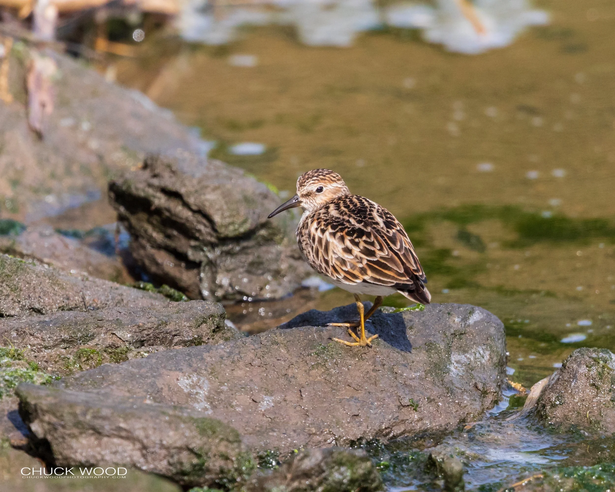  Dekorte Park, NJ 2020 