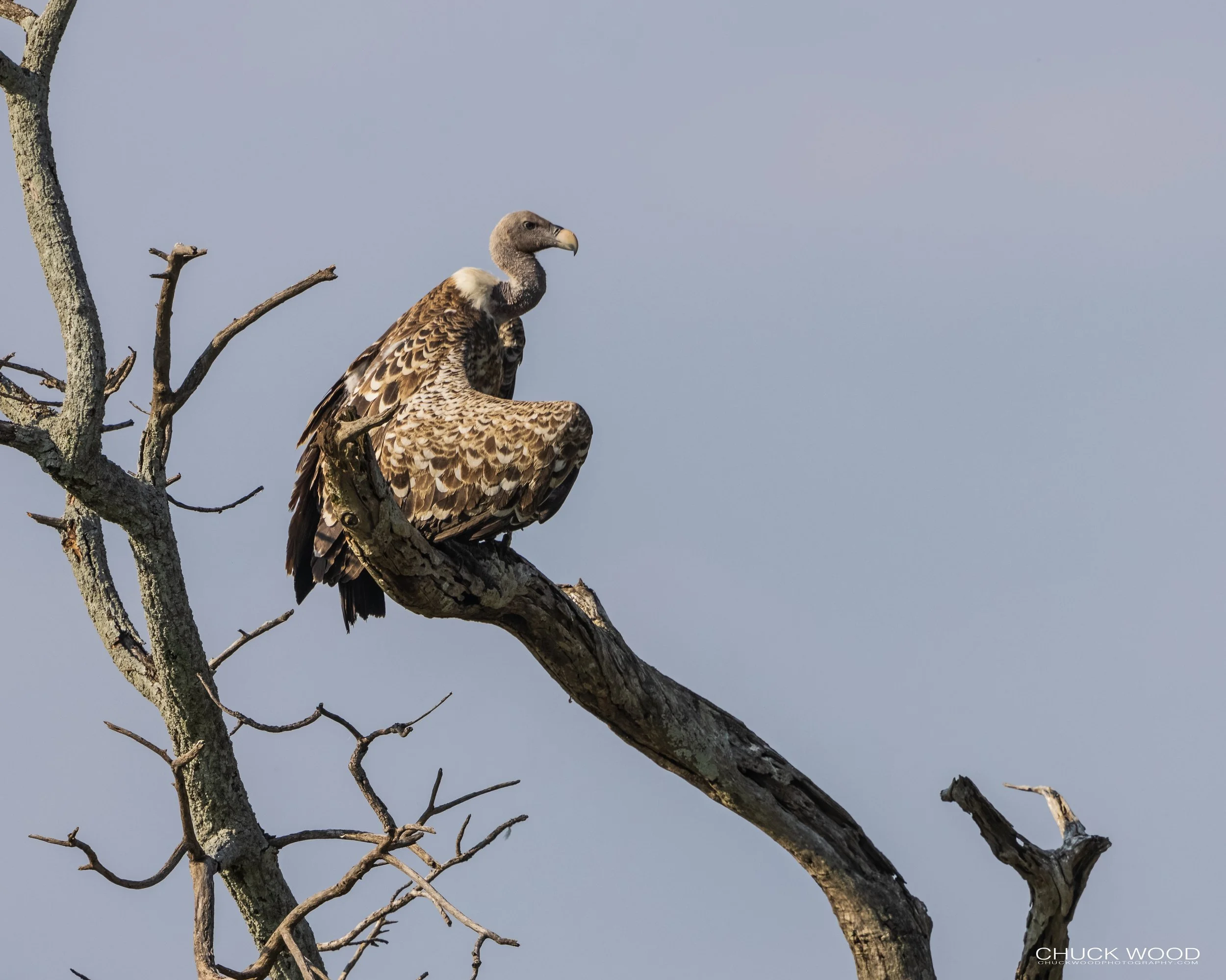  Serengeti, Tanzania 2021 