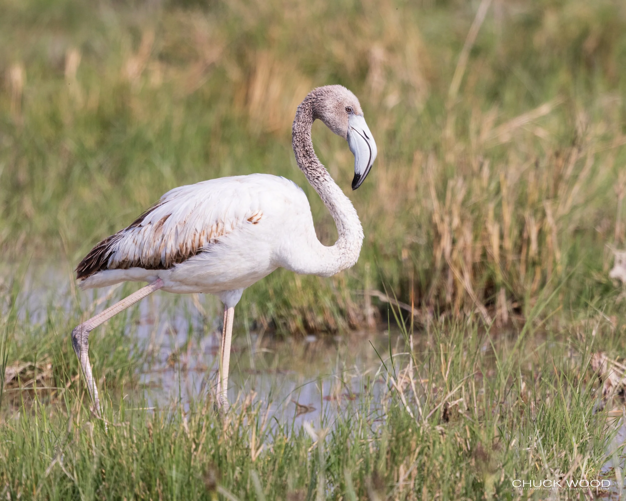  Ngorongoro Crater, Tanzania 2021 