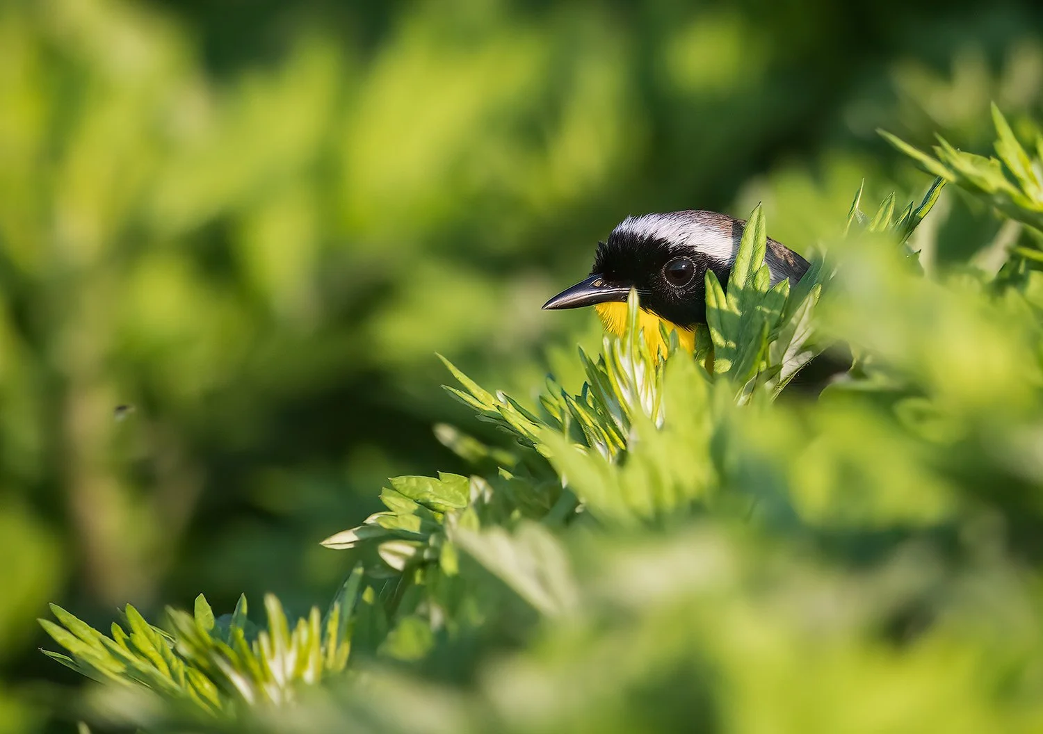 Common-Yellowthroat-20220521-Forsythe-NWR-CARD-1500.jpg