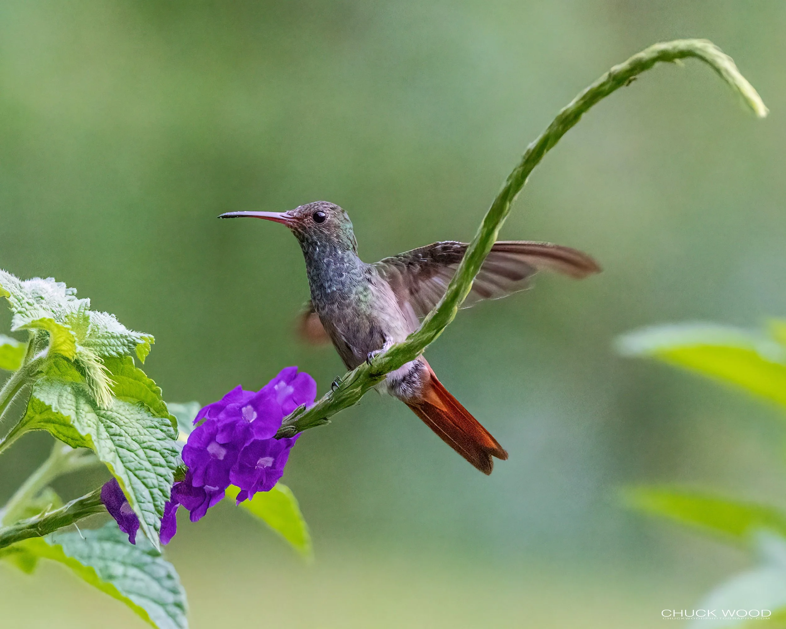  Macaw Lodge, Costa Rica 2023 