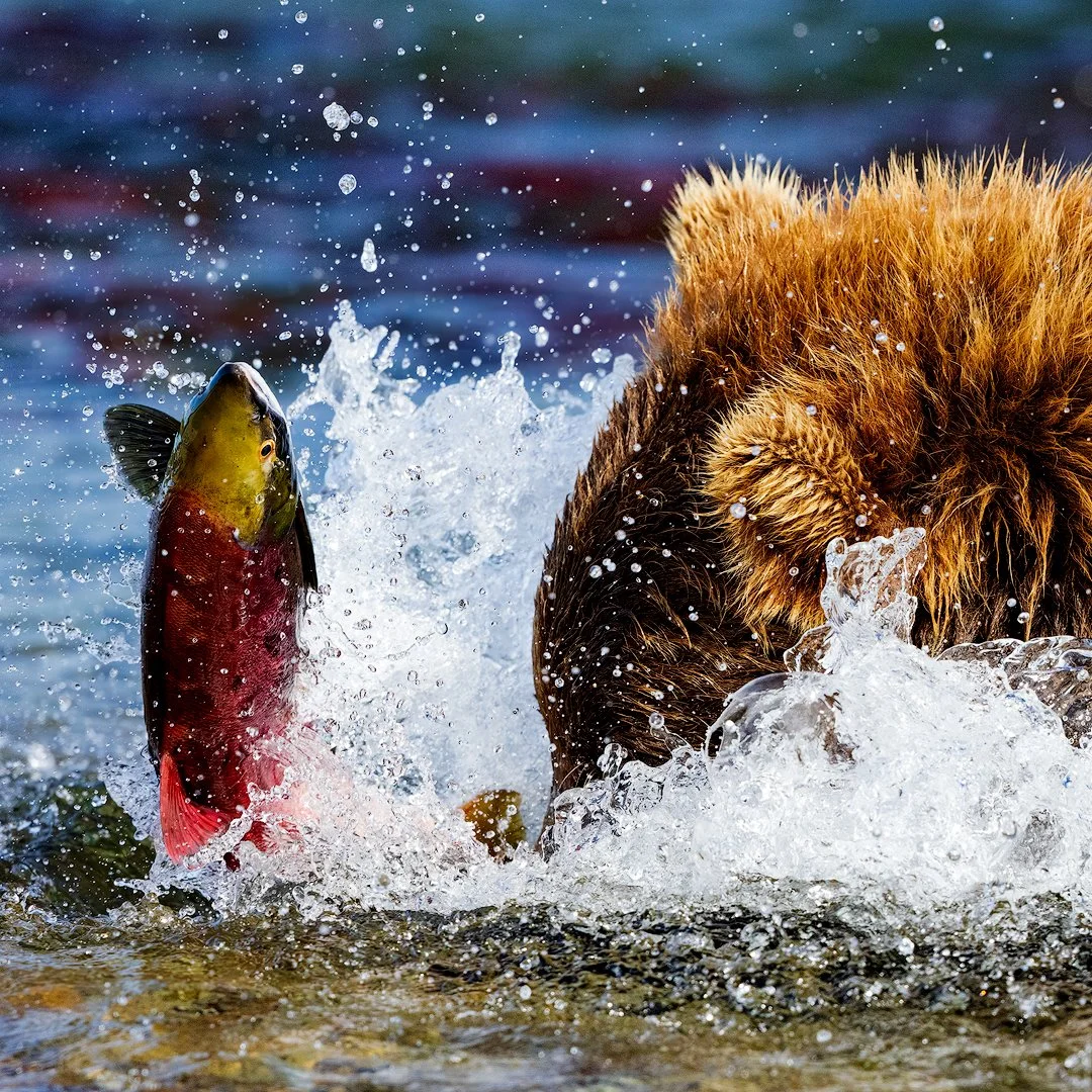 Leaping Salmon Brown Bear 2022