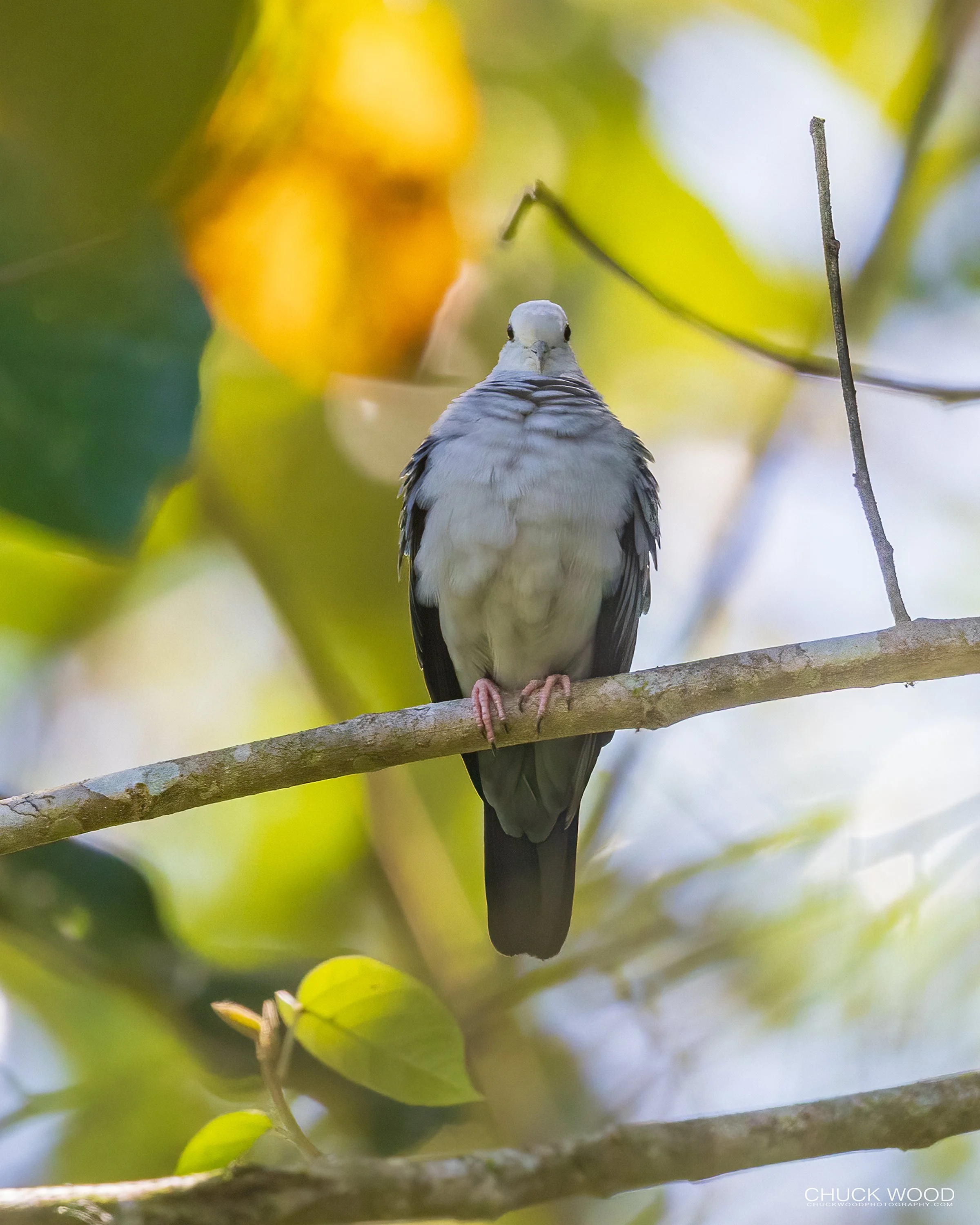  Macaw Lodge, Costa Rica 2023 