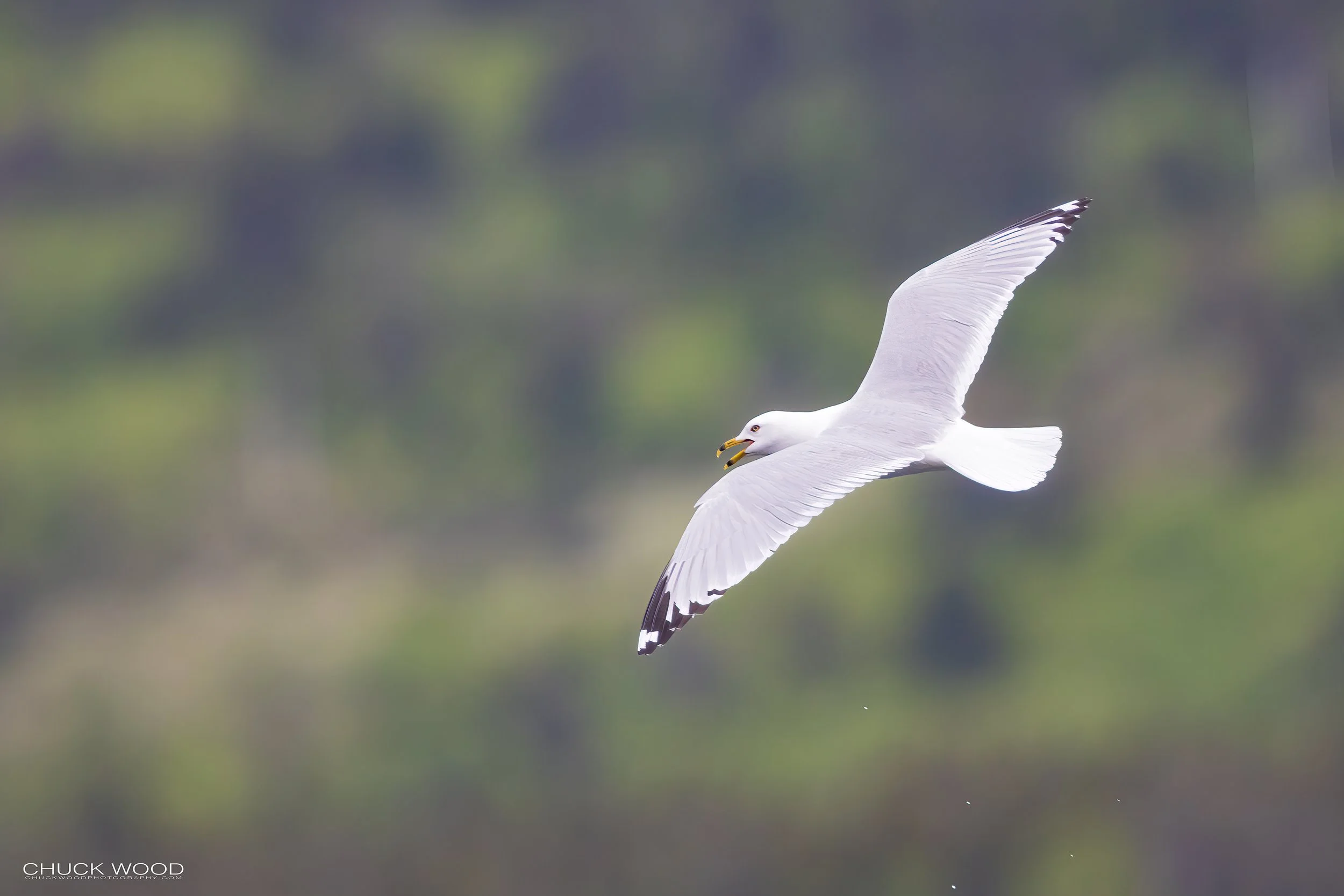  Puffin Island Elliston, NL 2022 