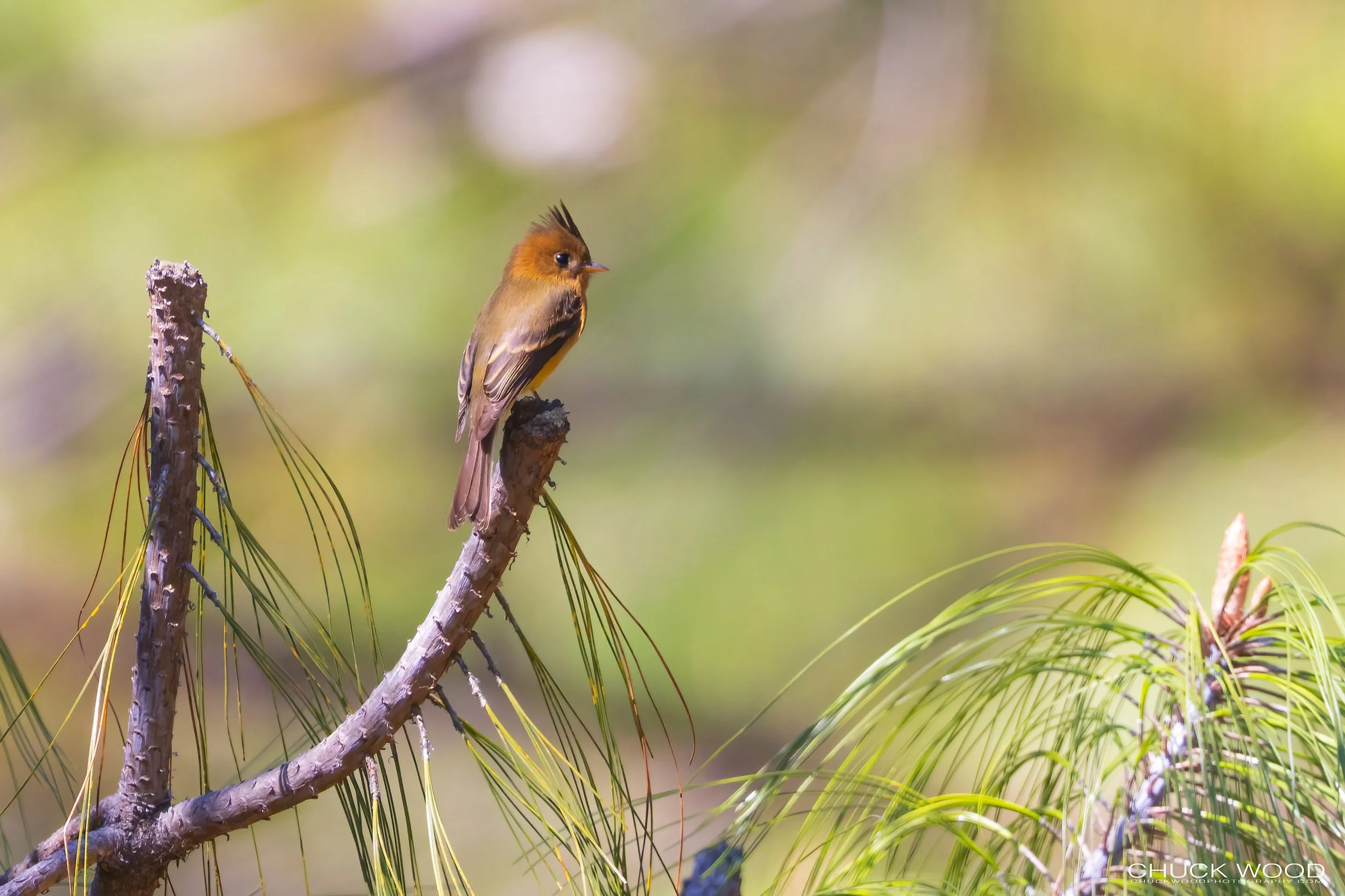  Arroyo Guacamaya Oaxaca, MX 2022 I/ 