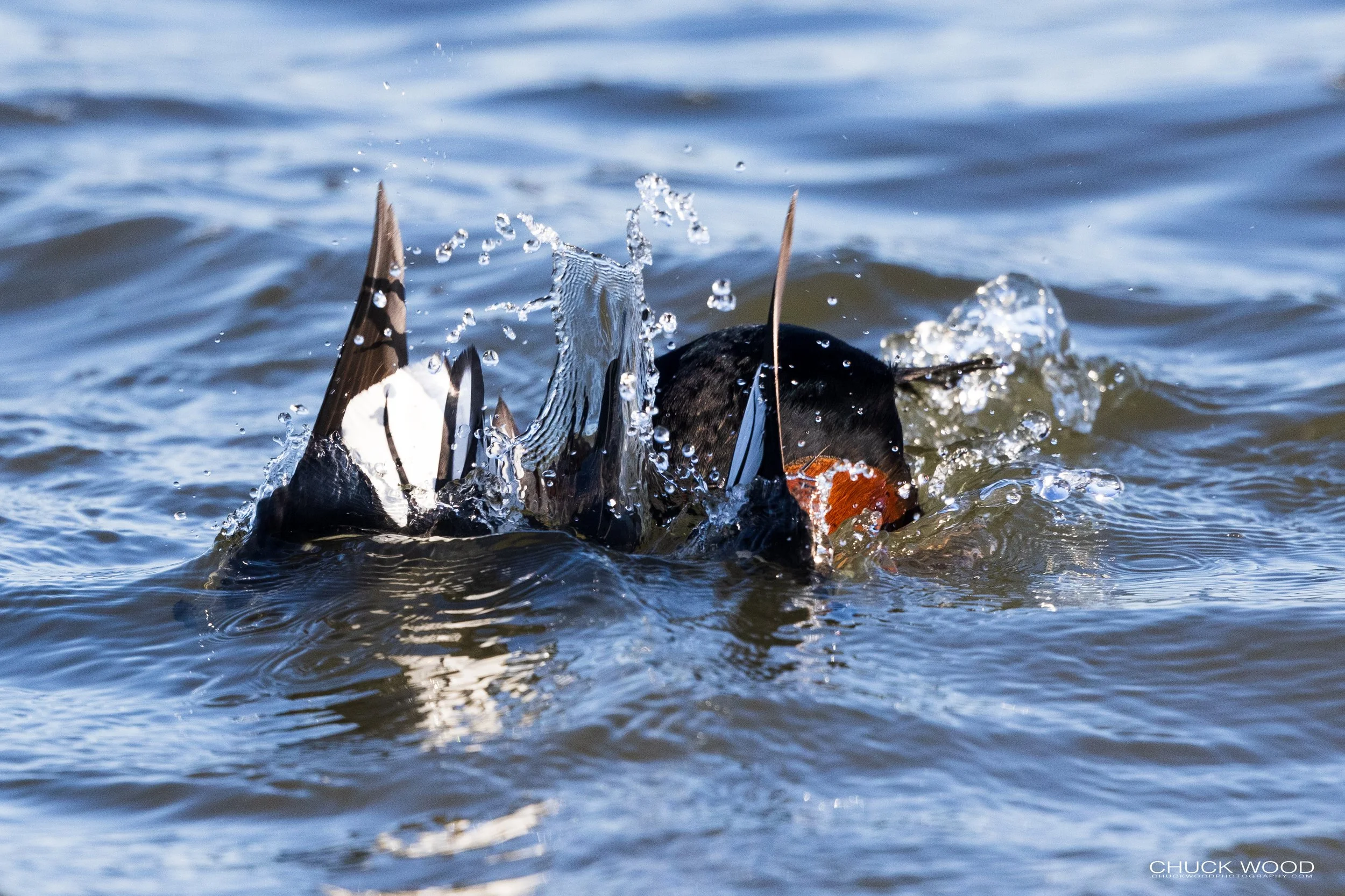  Barnegat Lighthouse, NJ 2021 