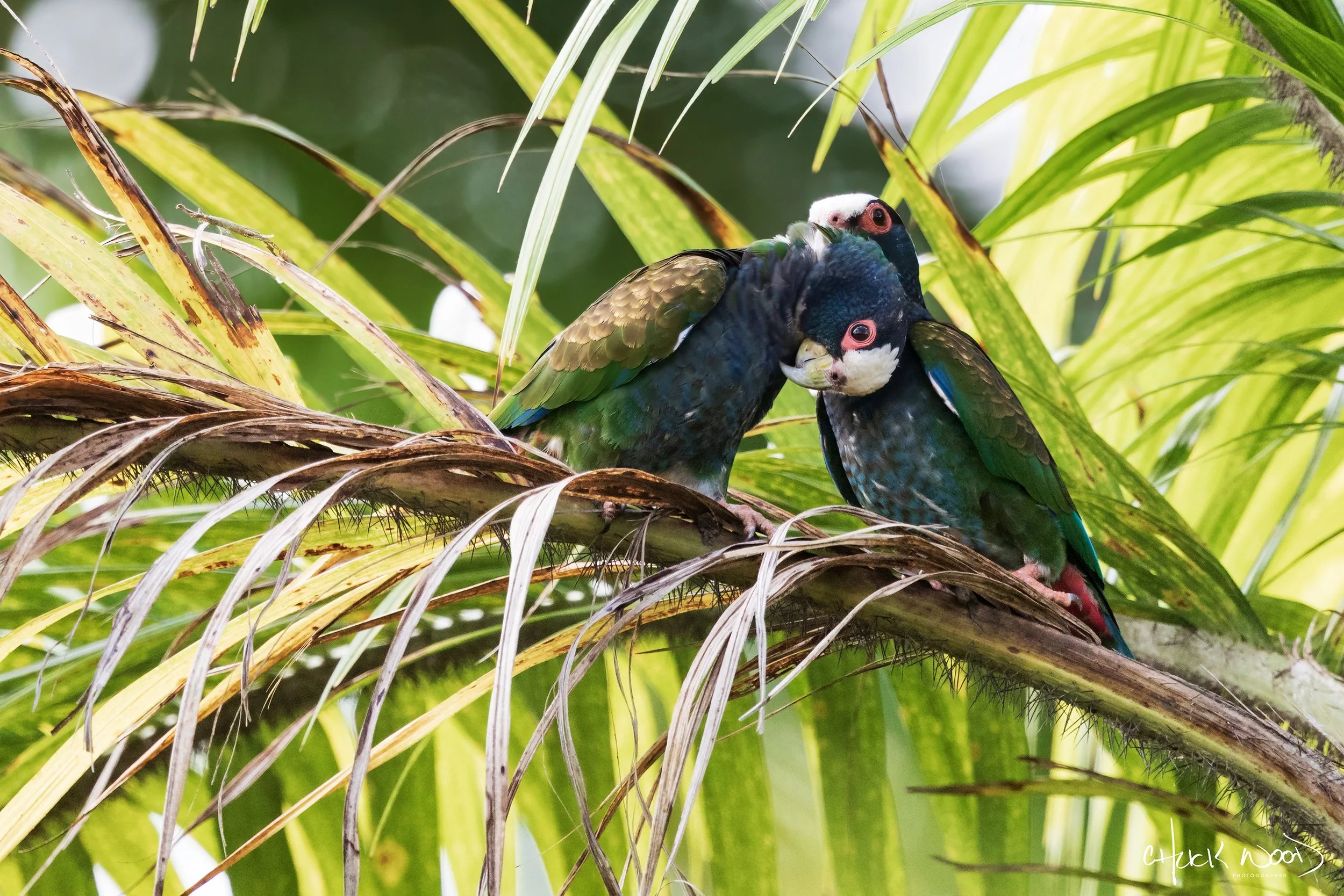  CATIE, Costa Rica 2020 